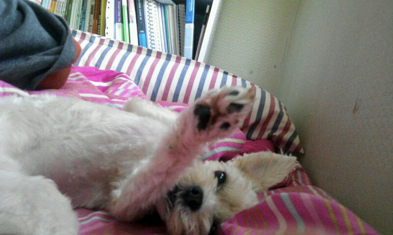 하니(12마리요크셔)