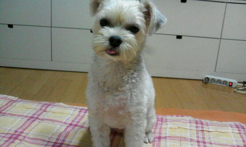 하니(12마리요크셔)