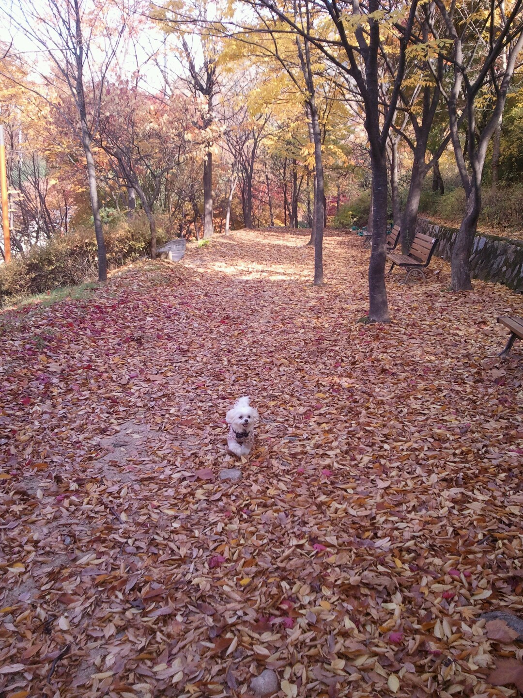 달이 in Autumn