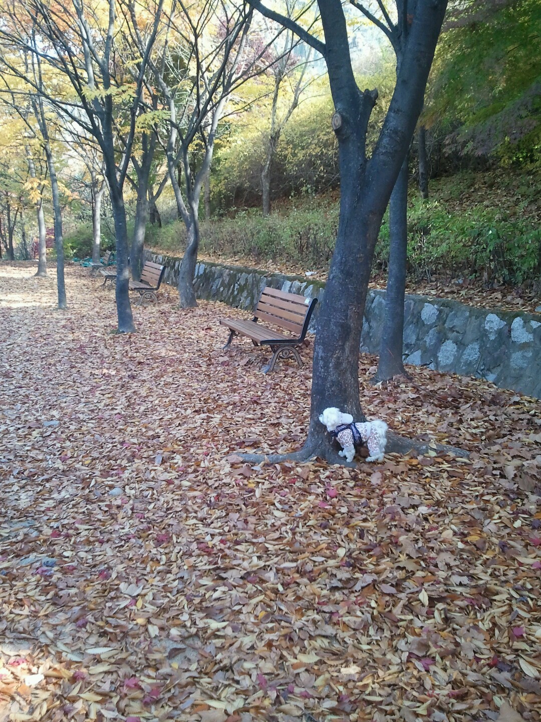 달이 in Autumn