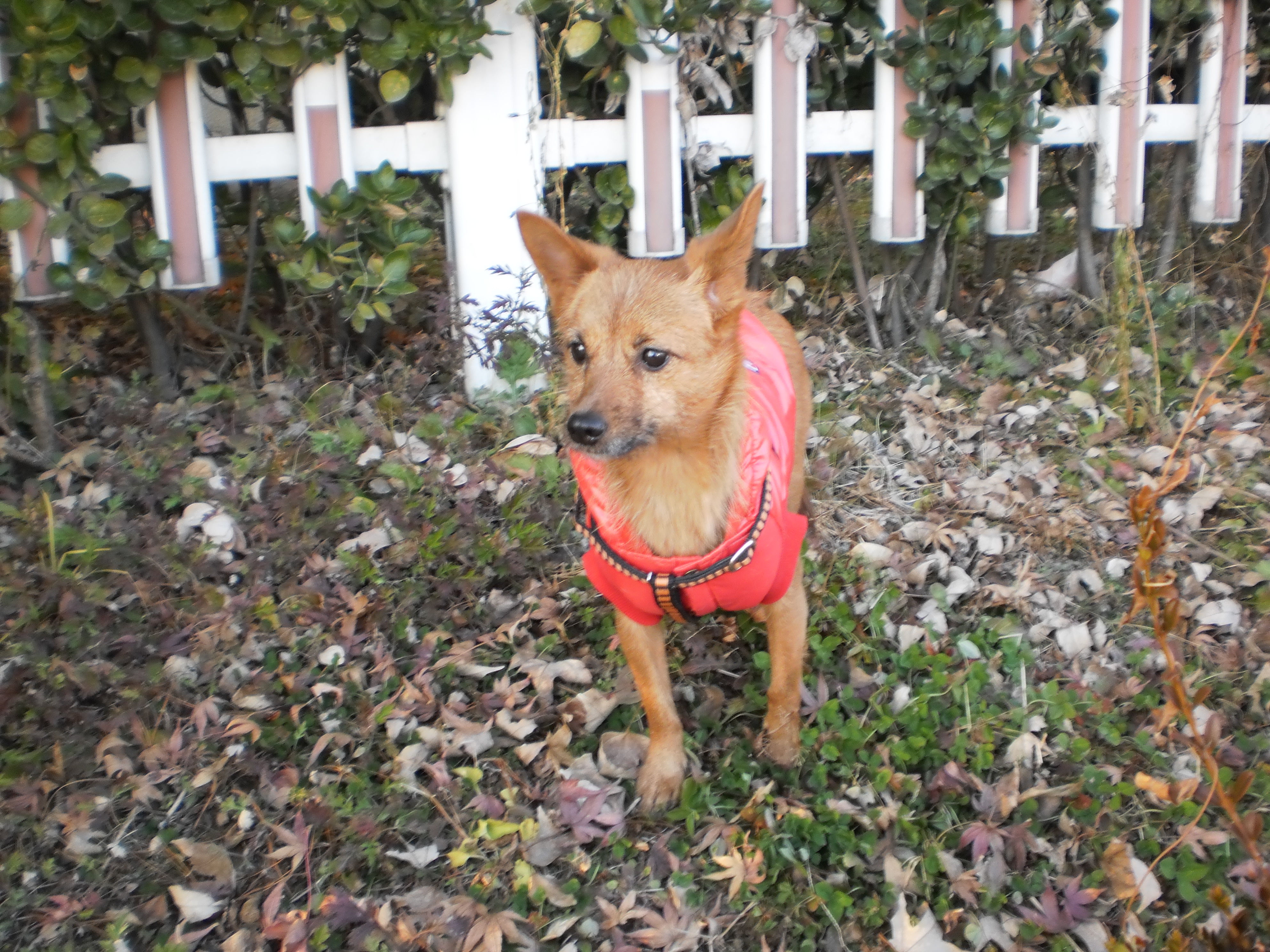 태양이, 담비의 겨울 산책