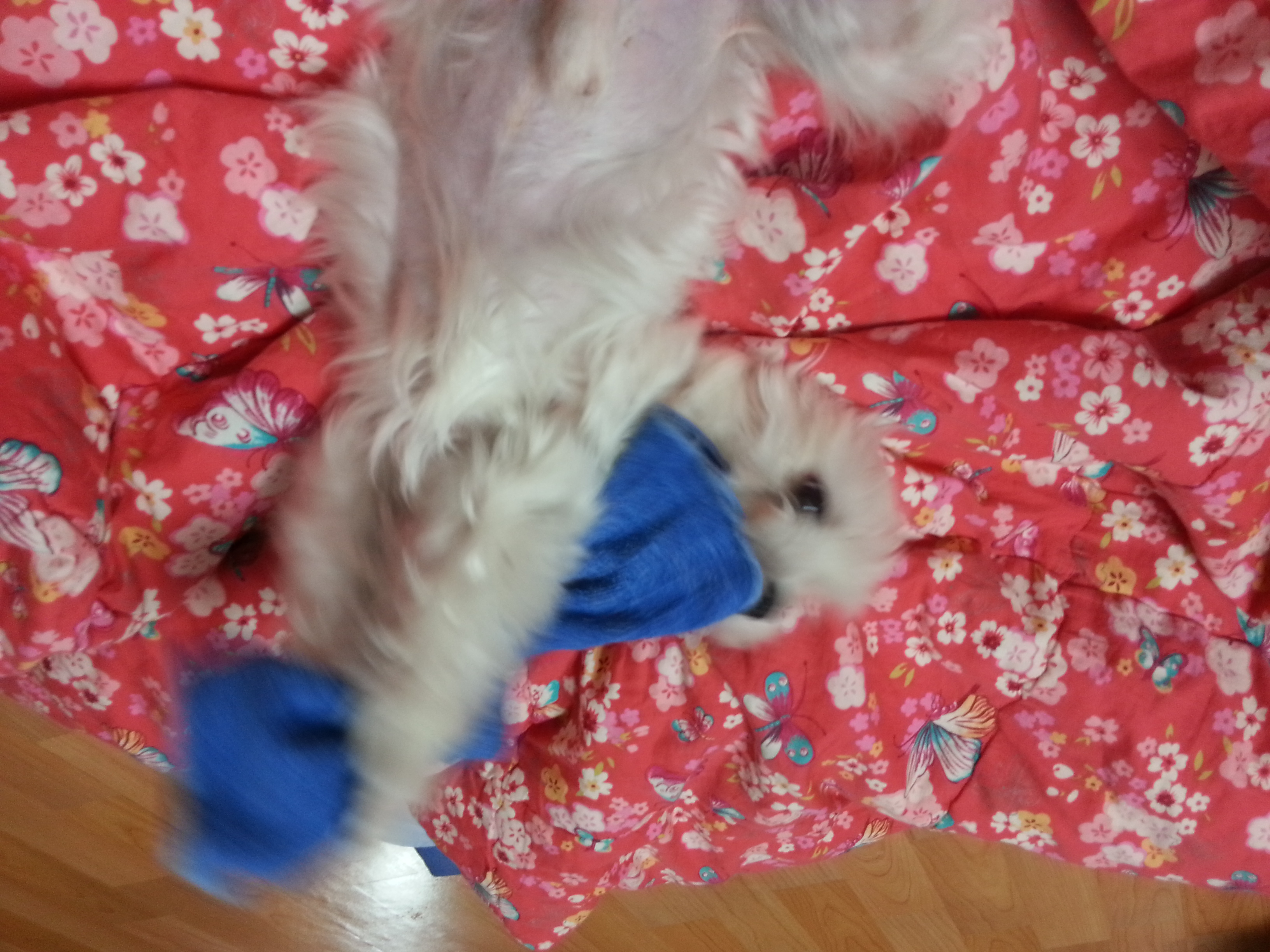 장난감가지고 신난 라봉