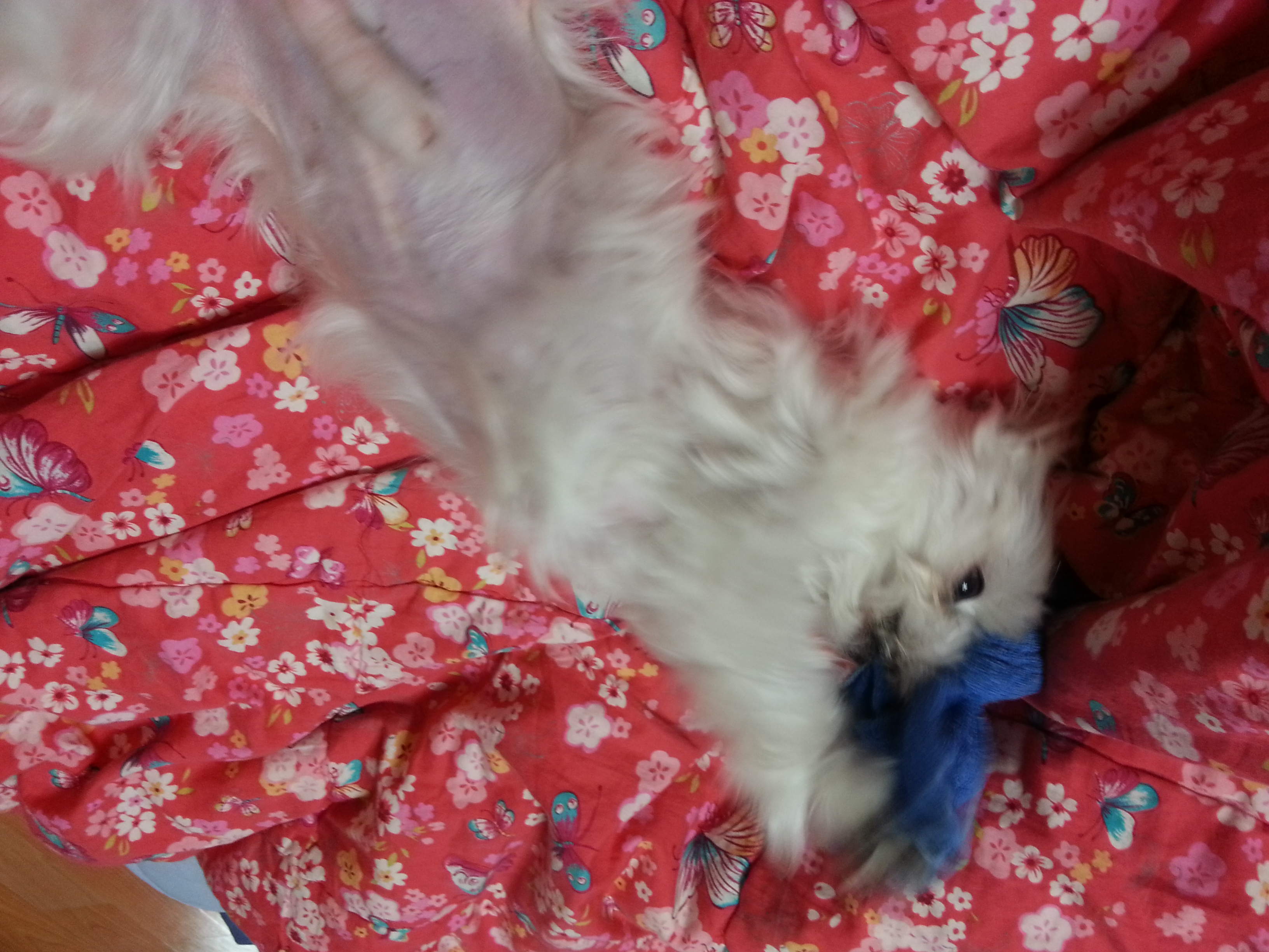 장난감가지고 신난 라봉