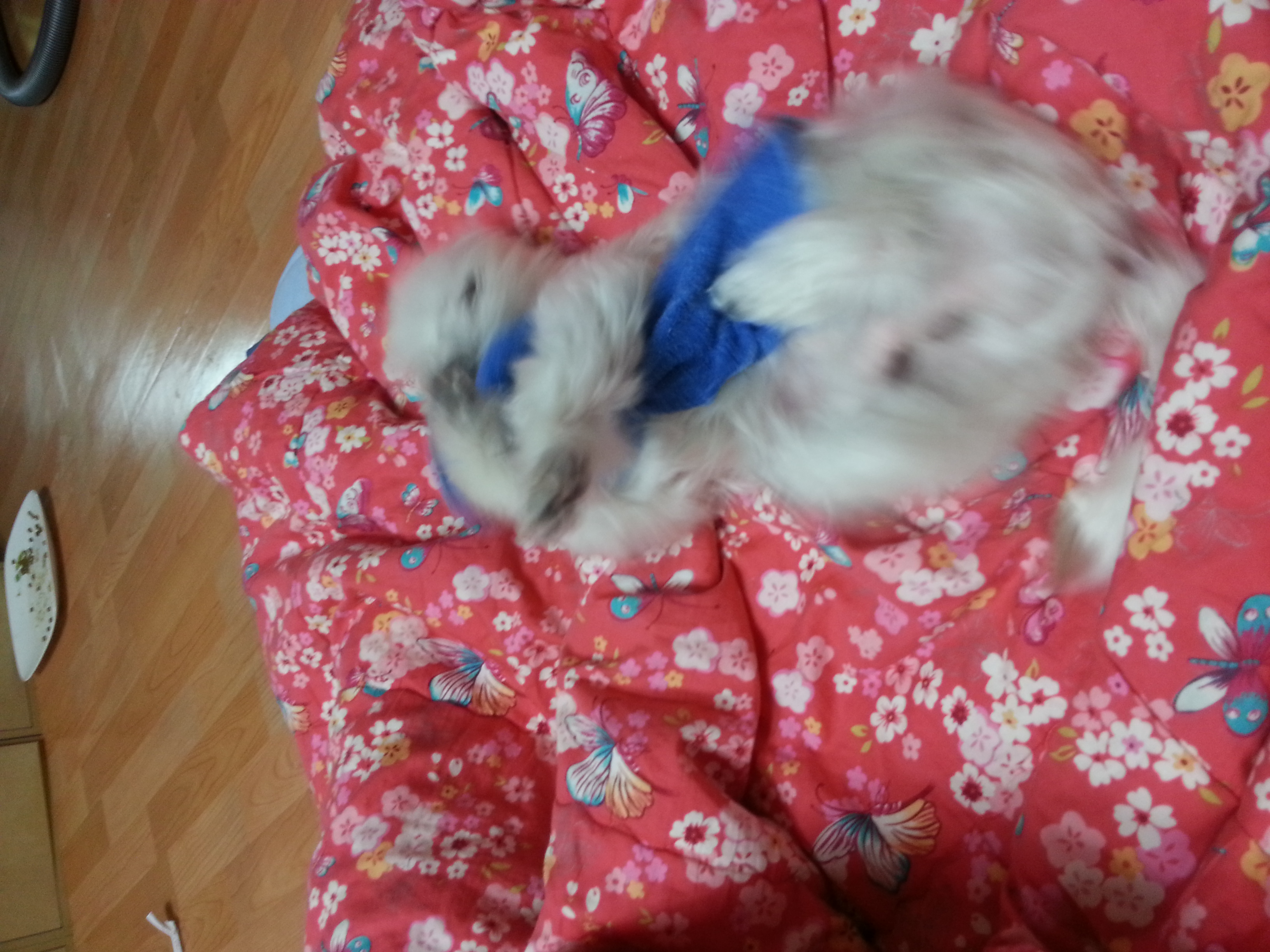 장난감가지고 신난 라봉