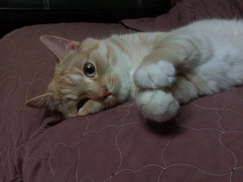 [D12-70관외]임보중인 자루는 기도해요~♬