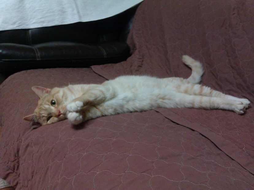 [D12-70관외]임보중인 자루는 기도해요~♬