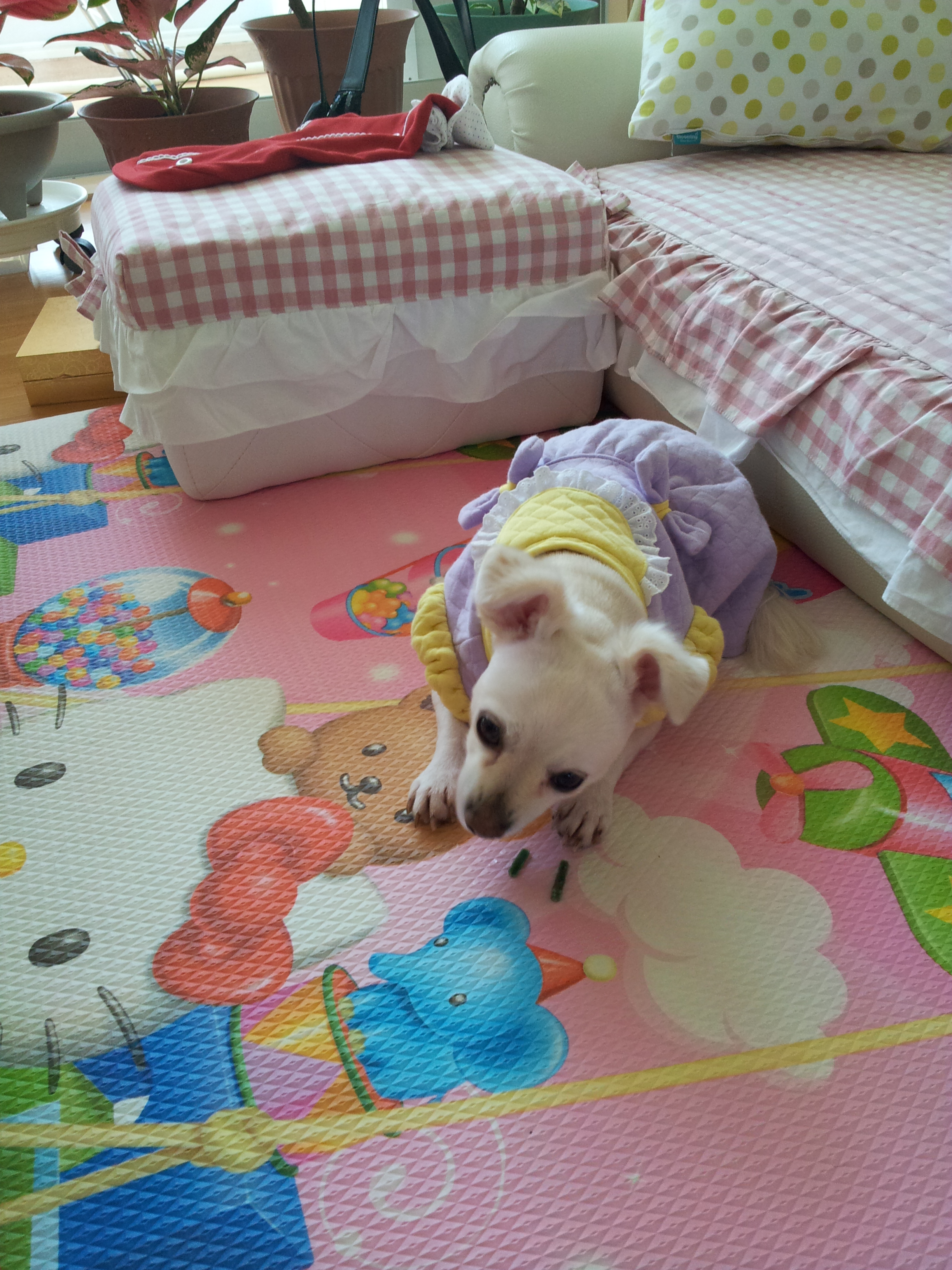 제나(꼬미)의 적응기...