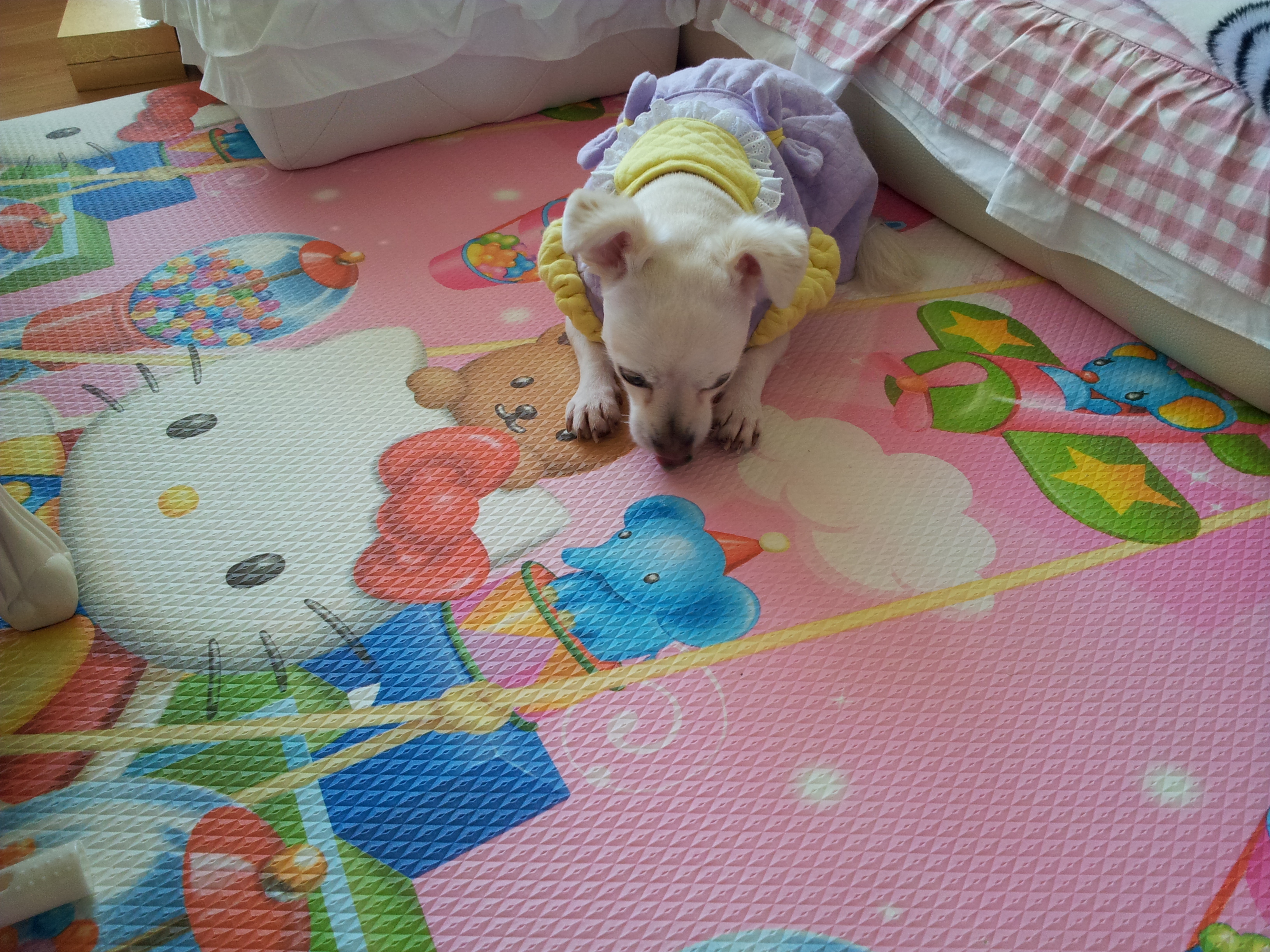 제나(꼬미)의 적응기...