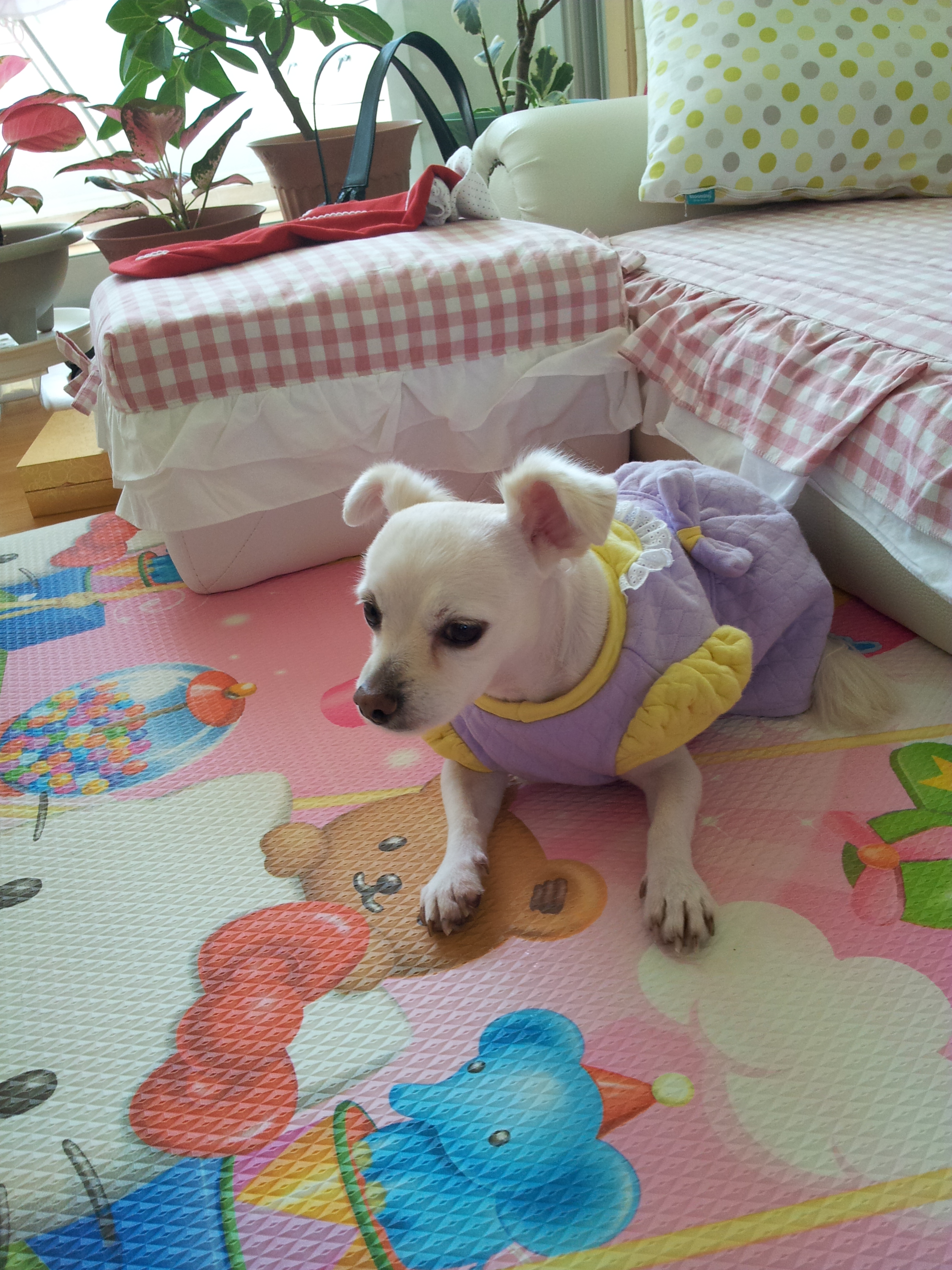 제나(꼬미)의 적응기...