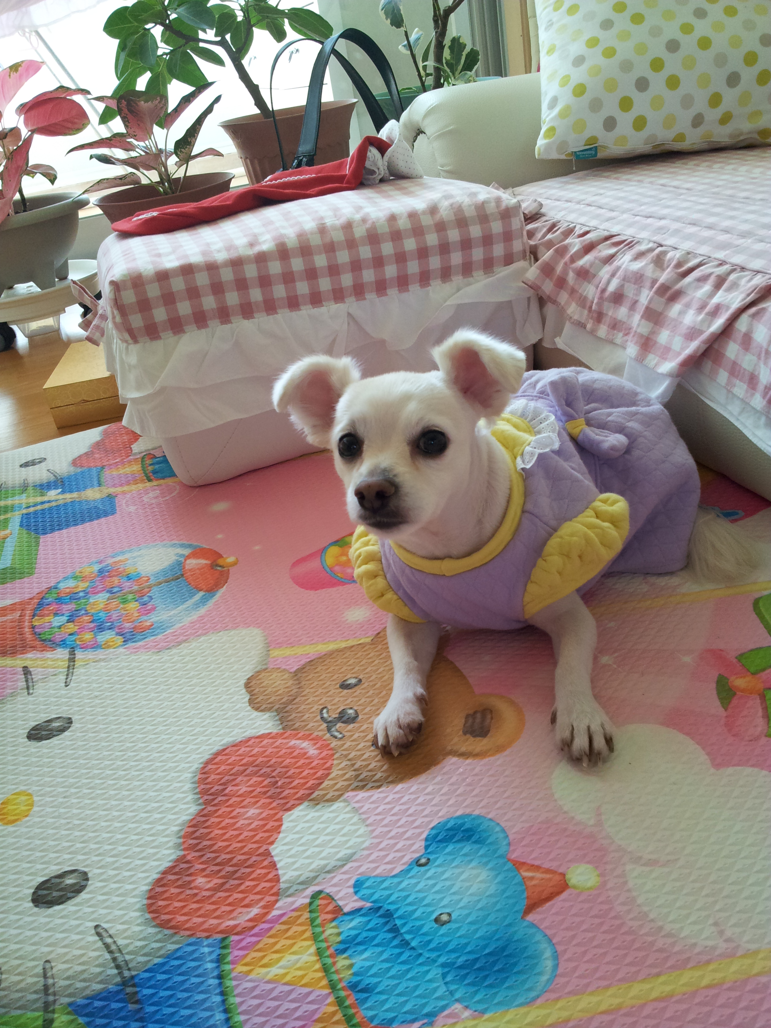 제나(꼬미)의 적응기...