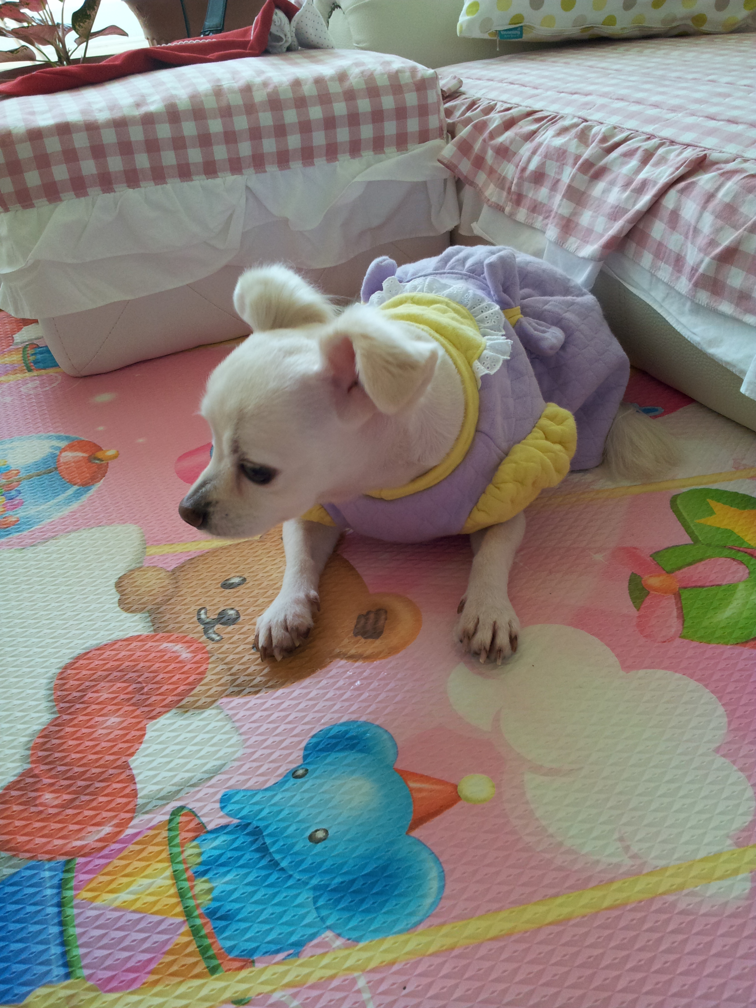 제나(꼬미)의 적응기...