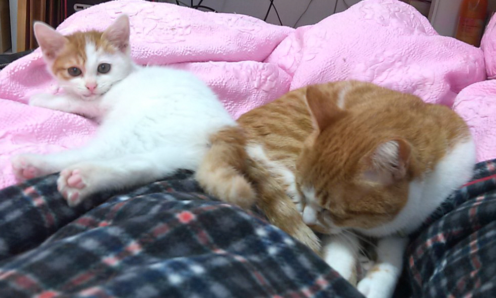 꼬순이(나미) 입니다.