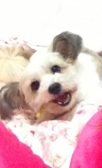 장난꾸러기 열매(바이)의 일상 세번째 이야기