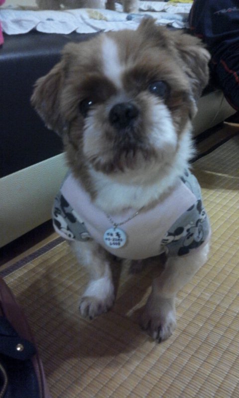  임보살이 대풍이네 겸댕이 시츄들!