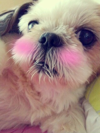  임보살이 대풍이네 겸댕이 시츄들!