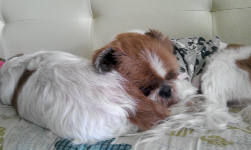  임보살이 대풍이네 겸댕이 시츄들!