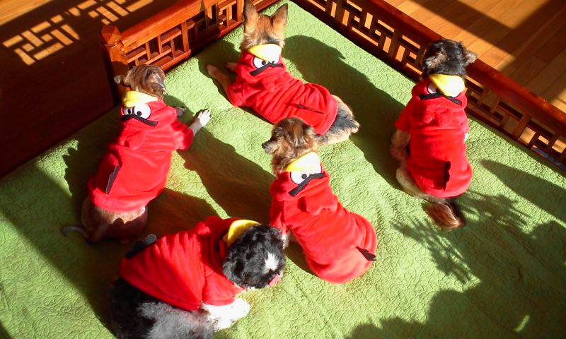 우리는  개가 아니무니다~