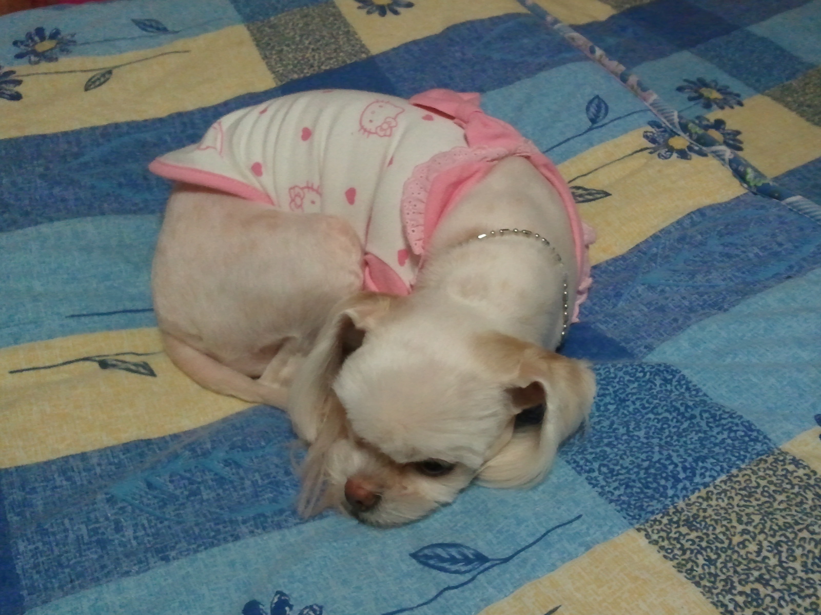 [임보일기] 설이 미용하고 새옷 입었어요~