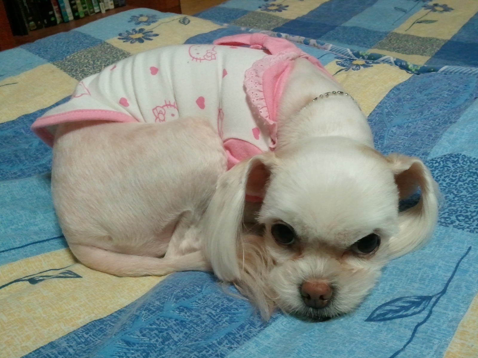 [임보일기] 설이 미용하고 새옷 입었어요~