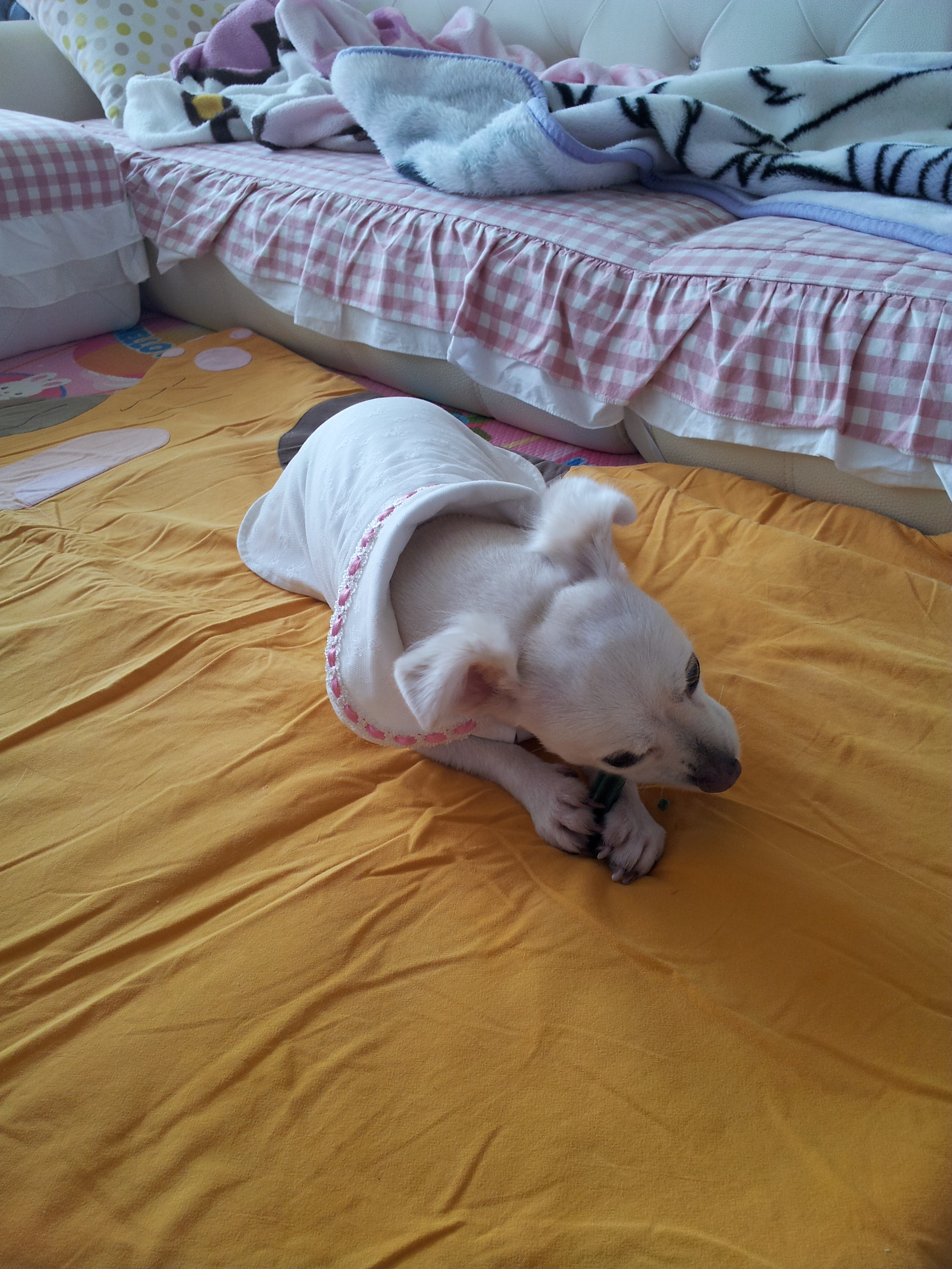 제나(꼬미)의 스케일링 이야기...