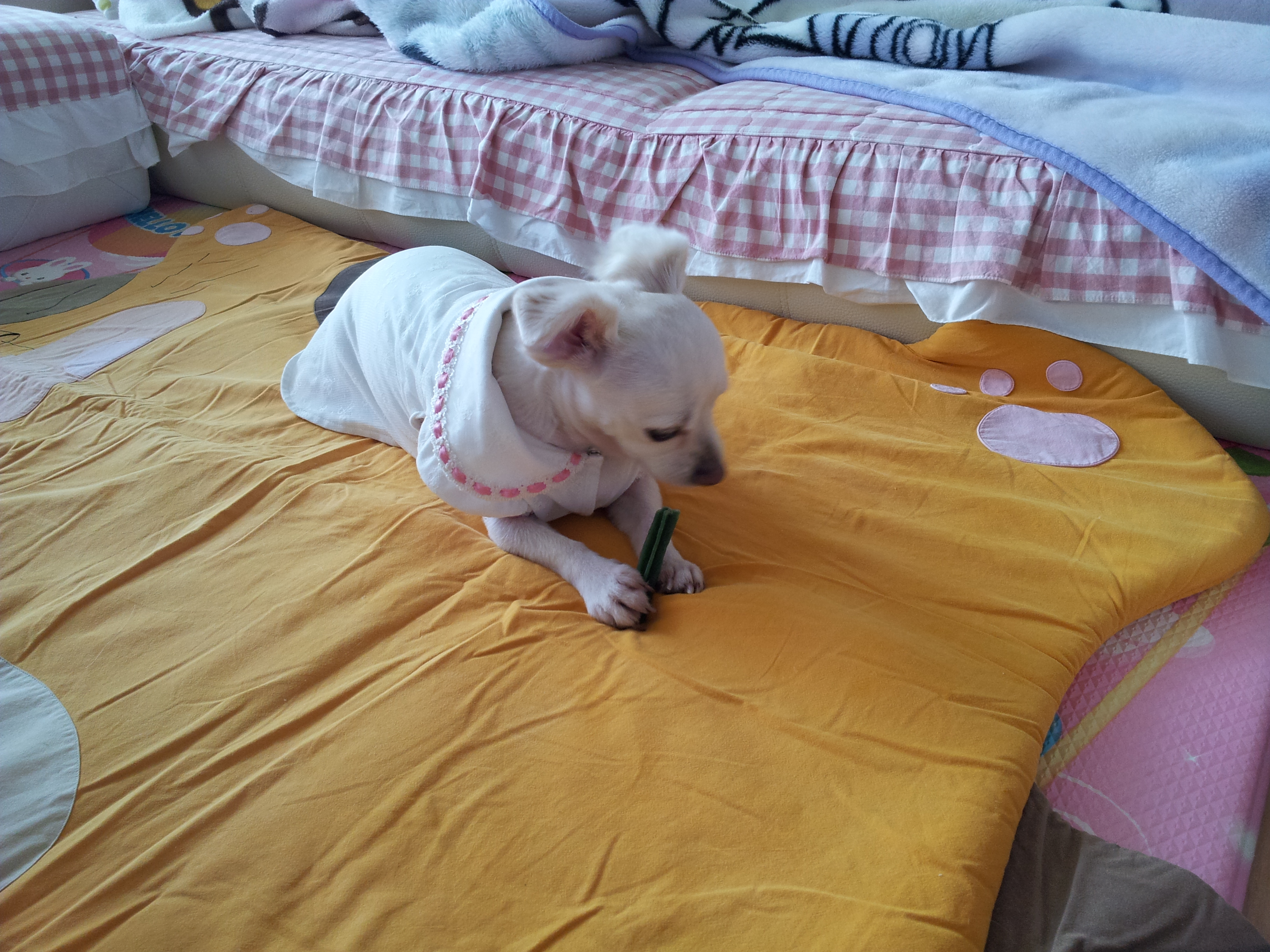 제나(꼬미)의 스케일링 이야기...