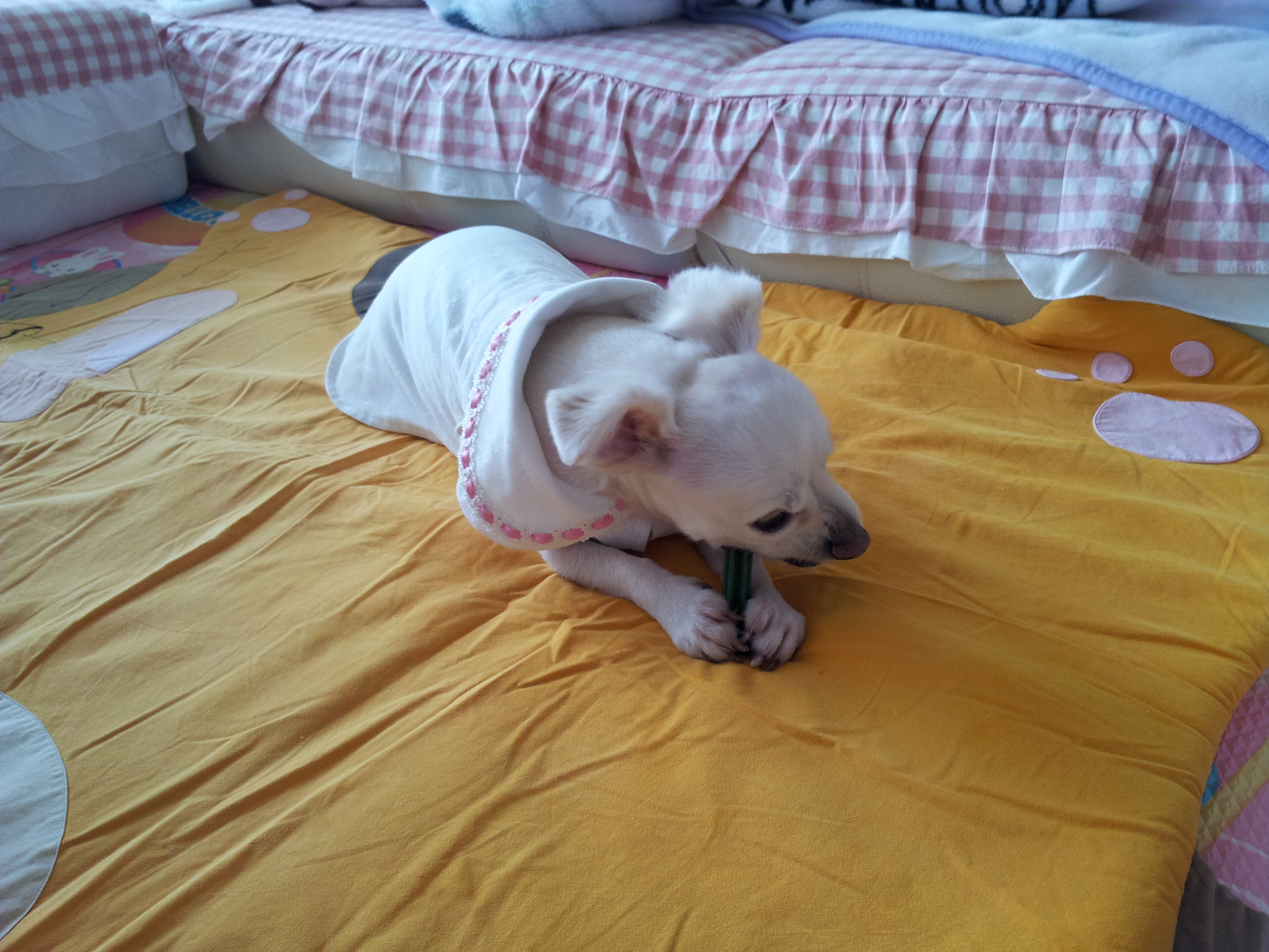 제나(꼬미)의 스케일링 이야기...