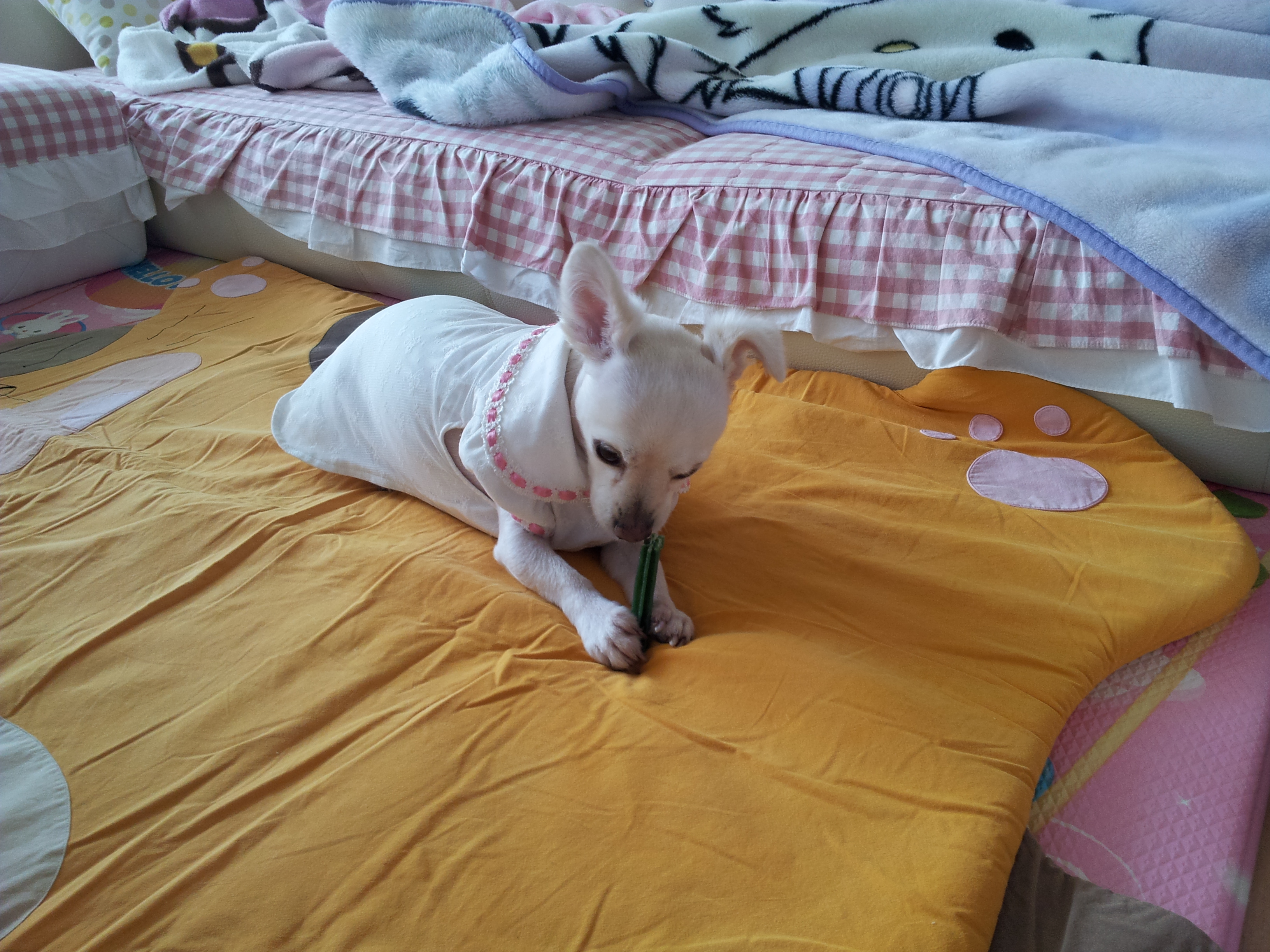 제나(꼬미)의 스케일링 이야기...