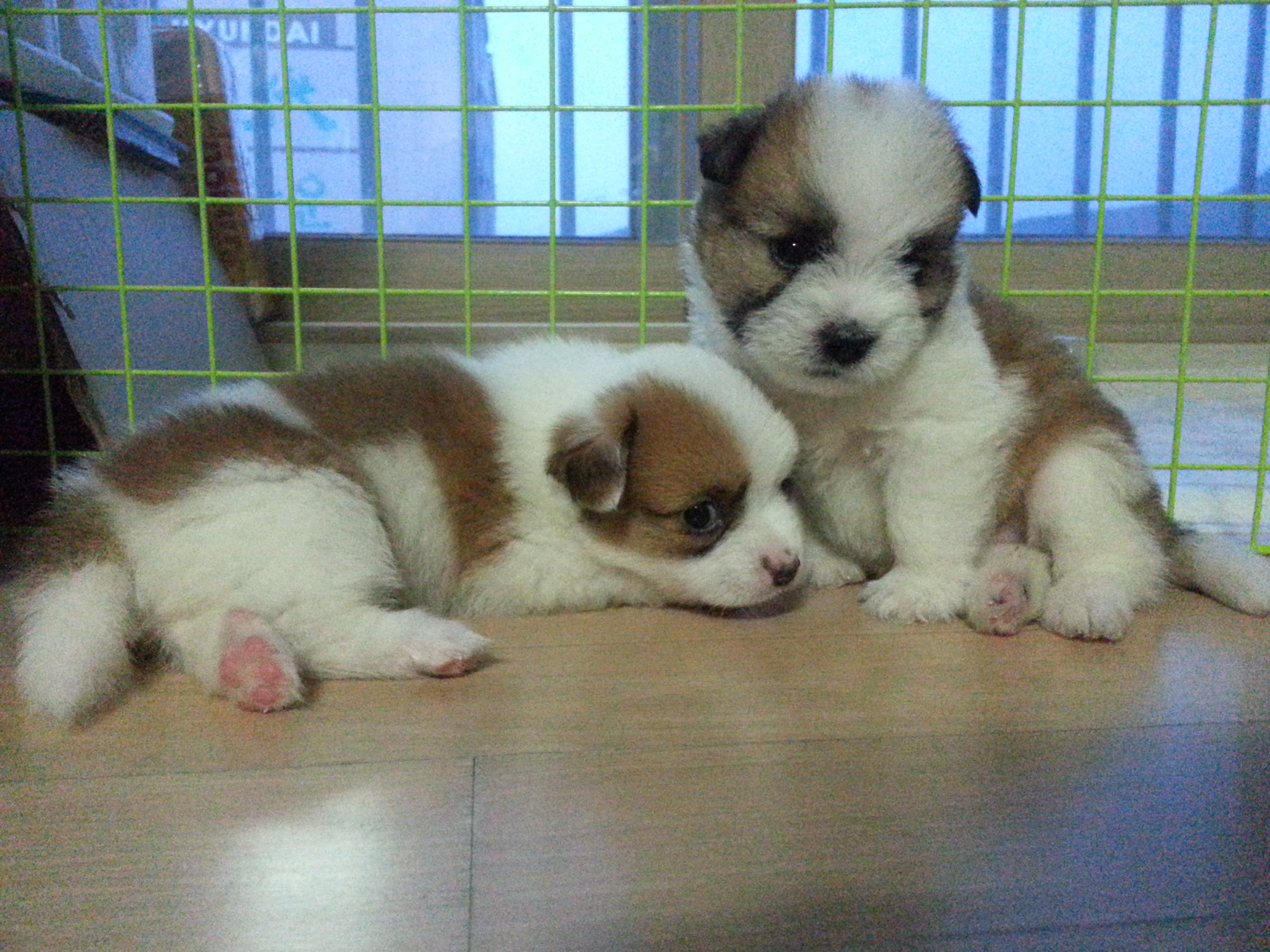 콩닥이와 콩돌 아장아장~