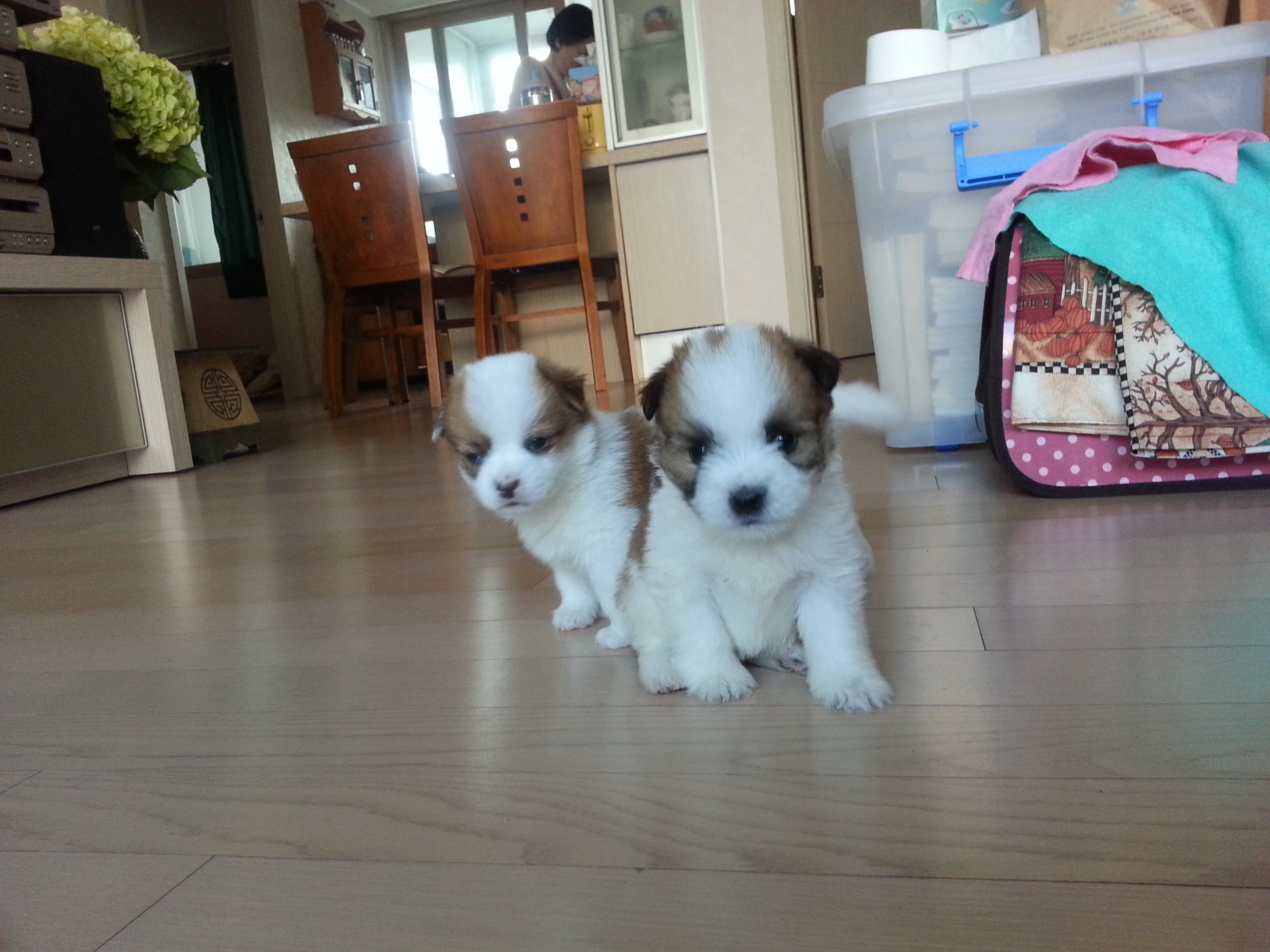 콩닥이와 콩돌 아장아장~