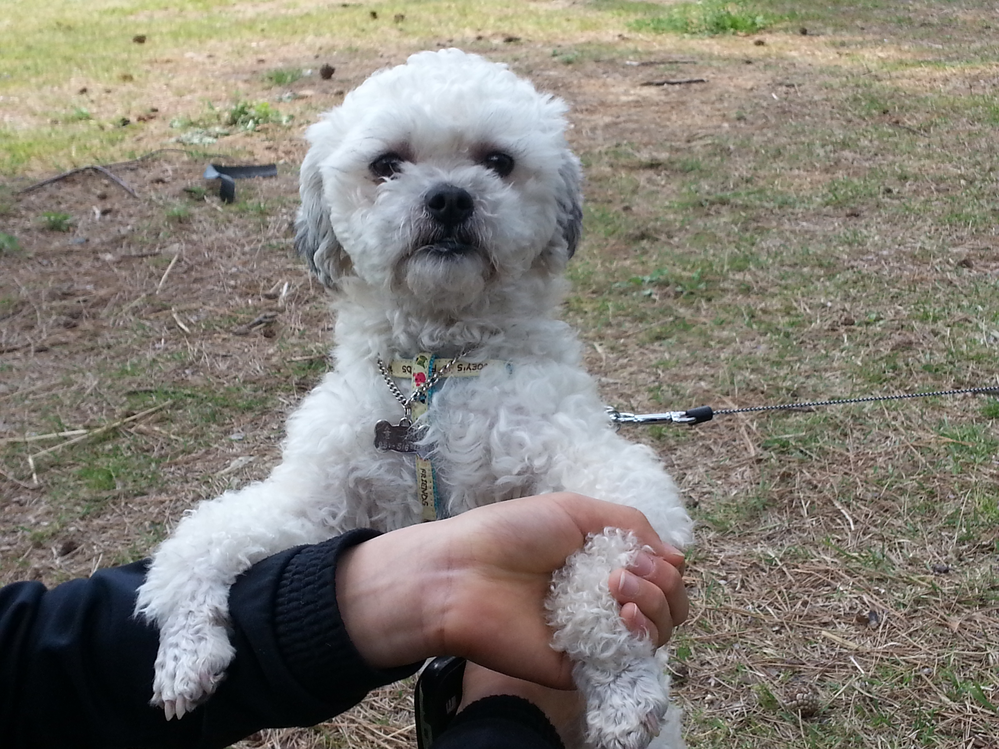 솔이 잘 지내고 있습니다