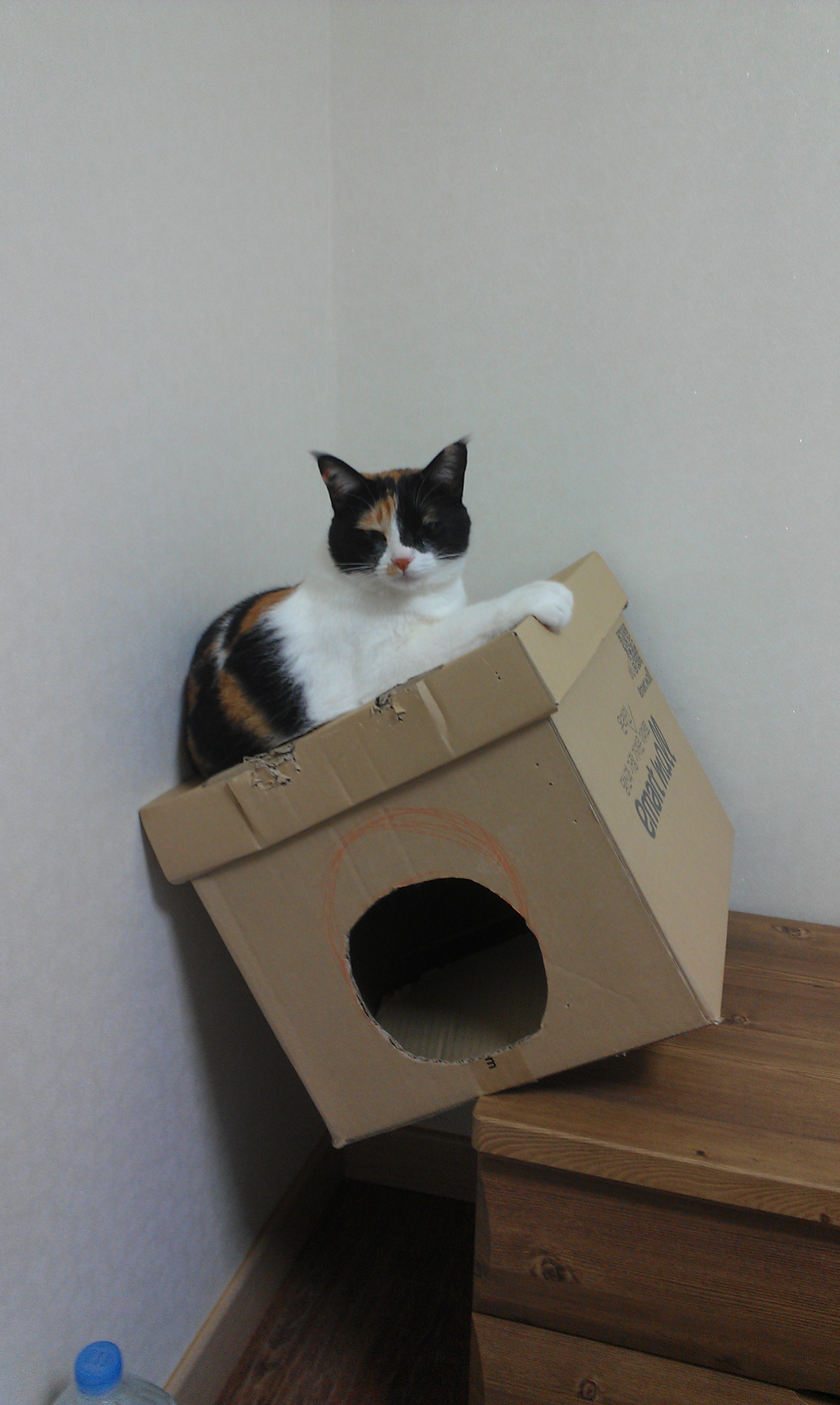 오랜만이에요 ㅎ 근 1년만에 올리는 콩지(소망이) 소식입니다!