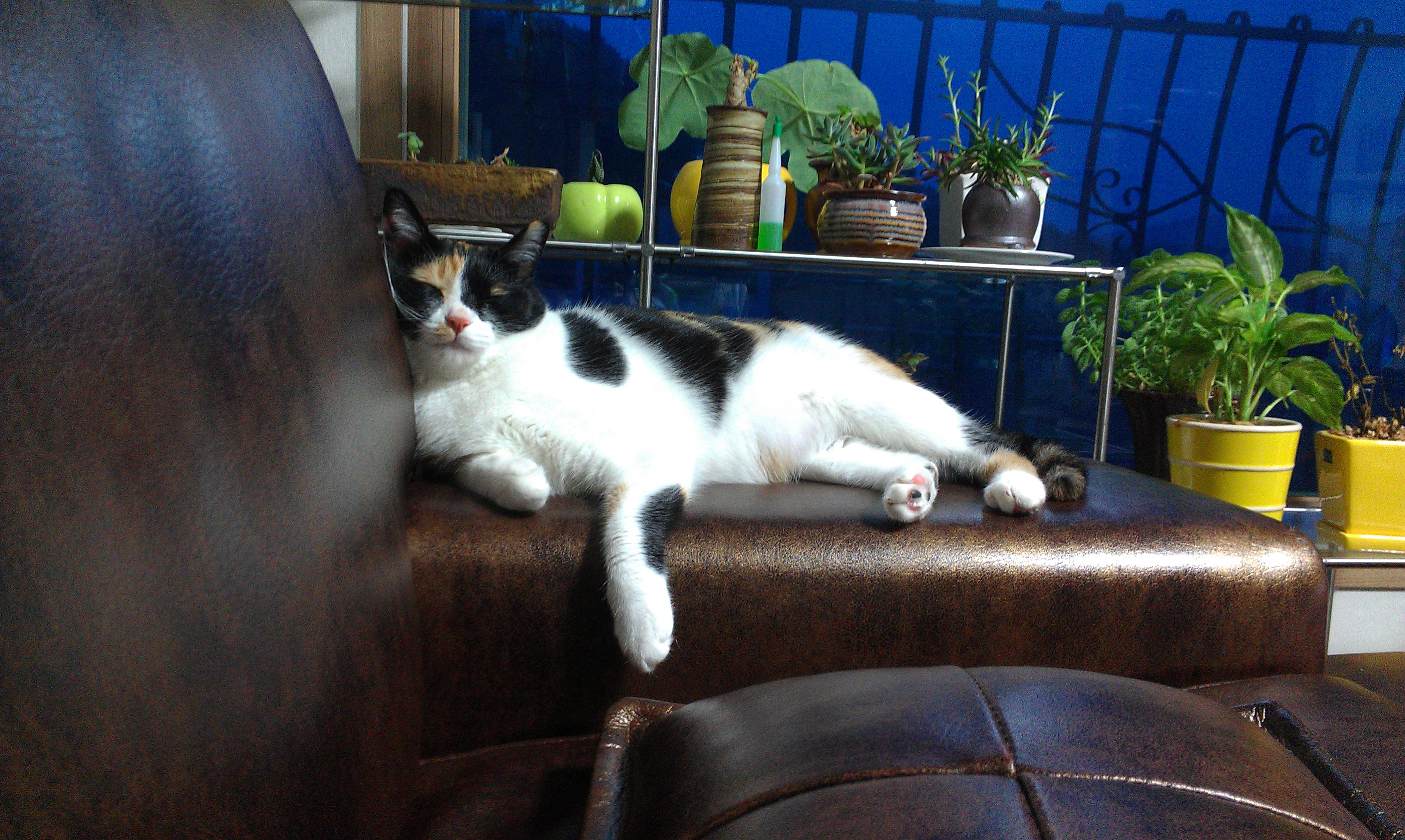 오랜만이에요 ㅎ 근 1년만에 올리는 콩지(소망이) 소식입니다!