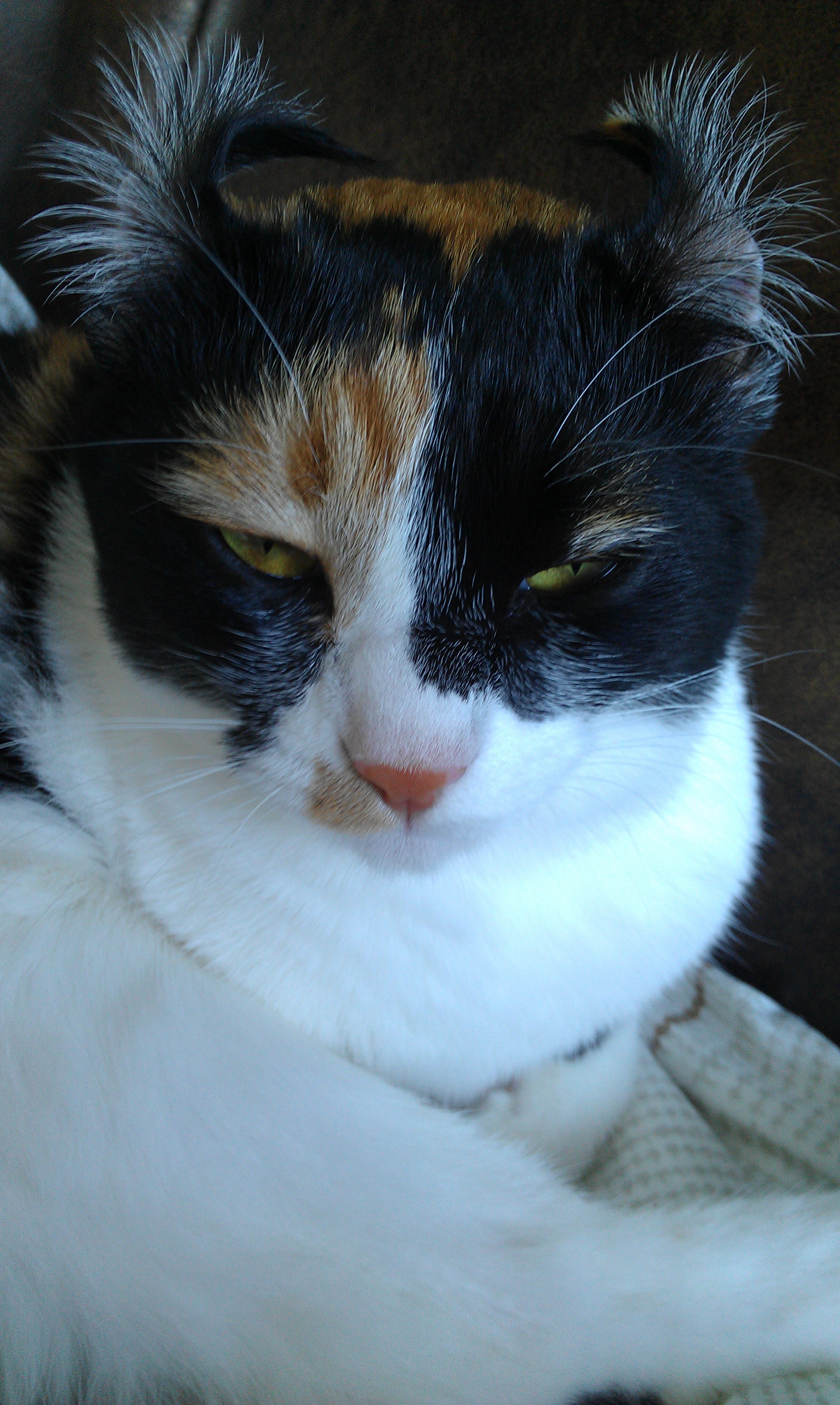 오랜만이에요 ㅎ 근 1년만에 올리는 콩지(소망이) 소식입니다!