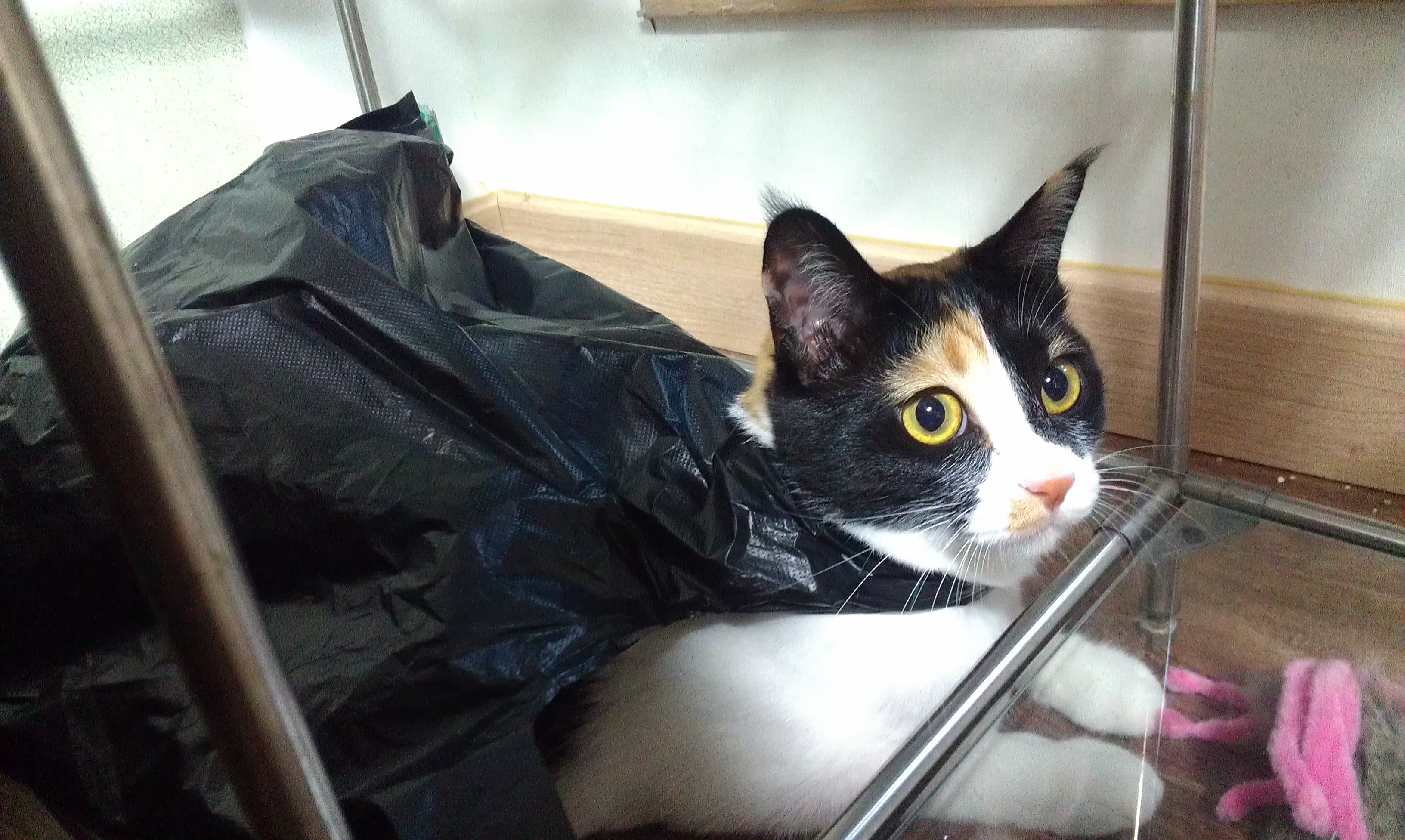 오랜만이에요 ㅎ 근 1년만에 올리는 콩지(소망이) 소식입니다!