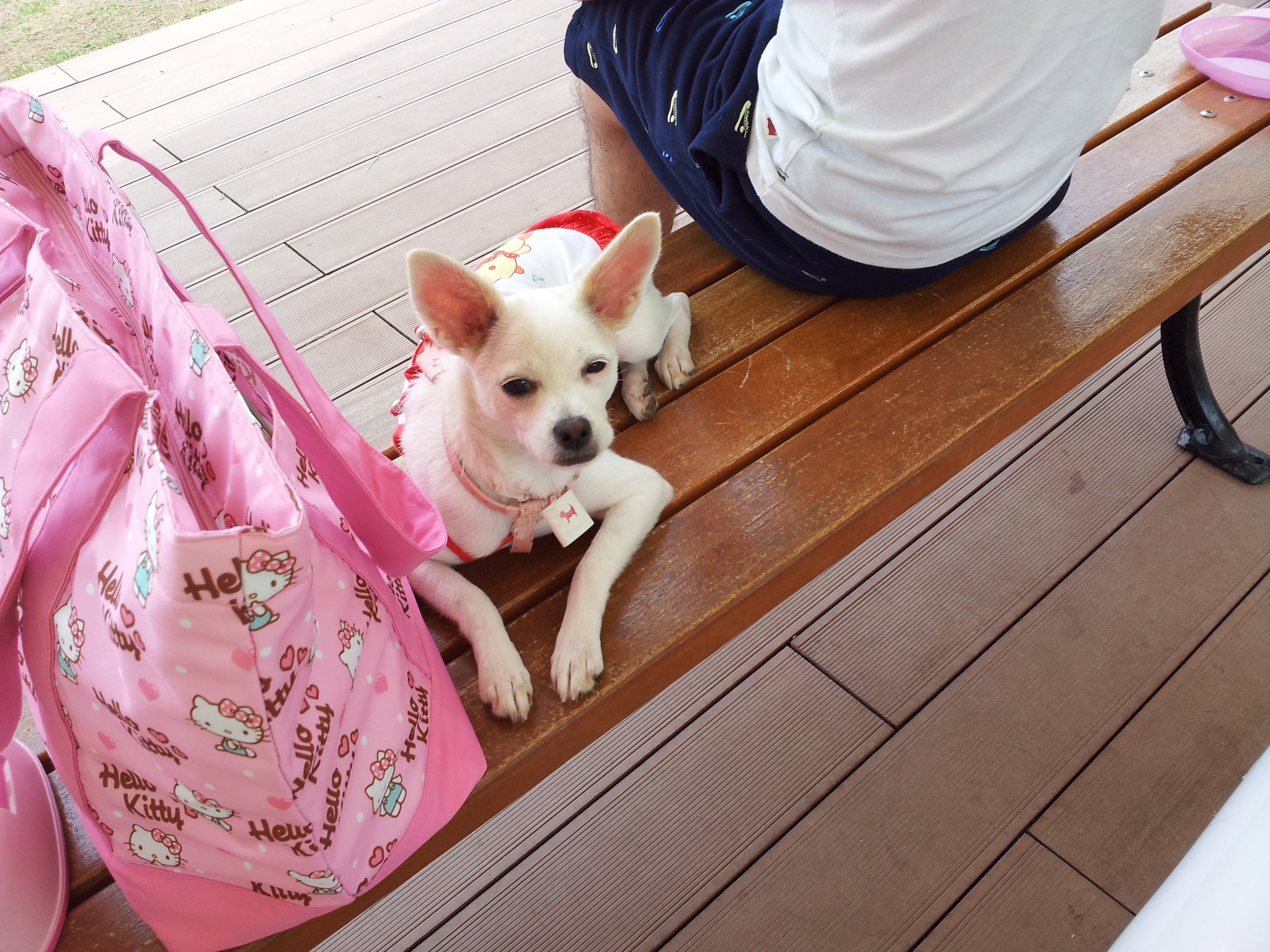 울산 애견 운동 공원