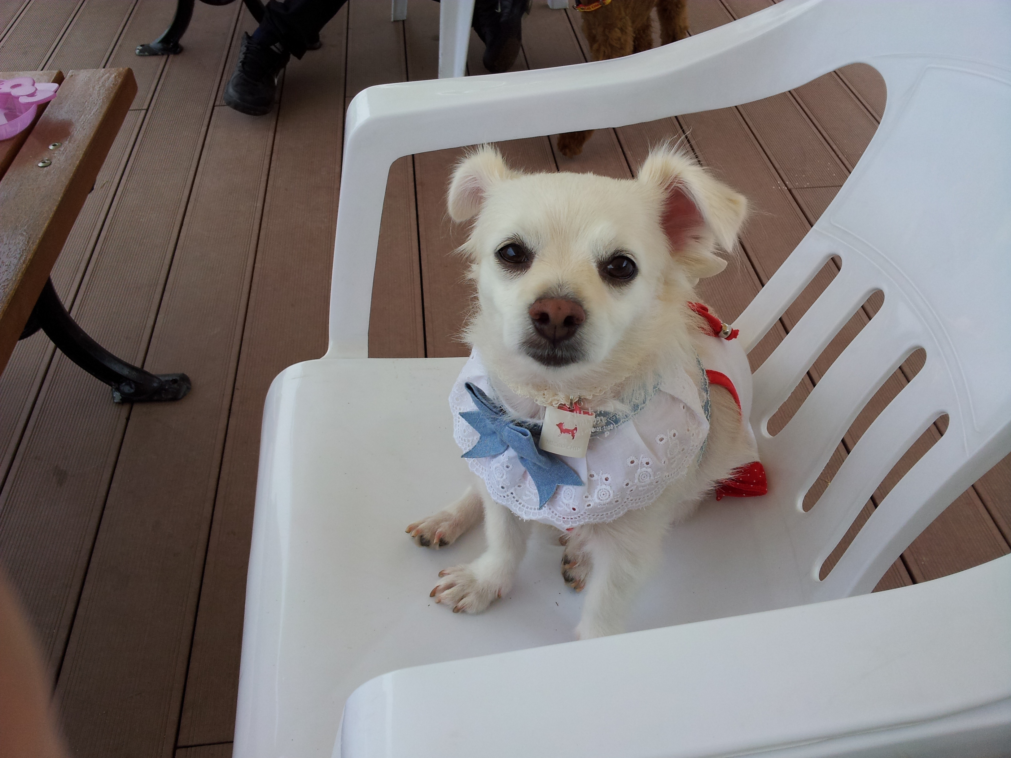 울산 애견 운동 공원