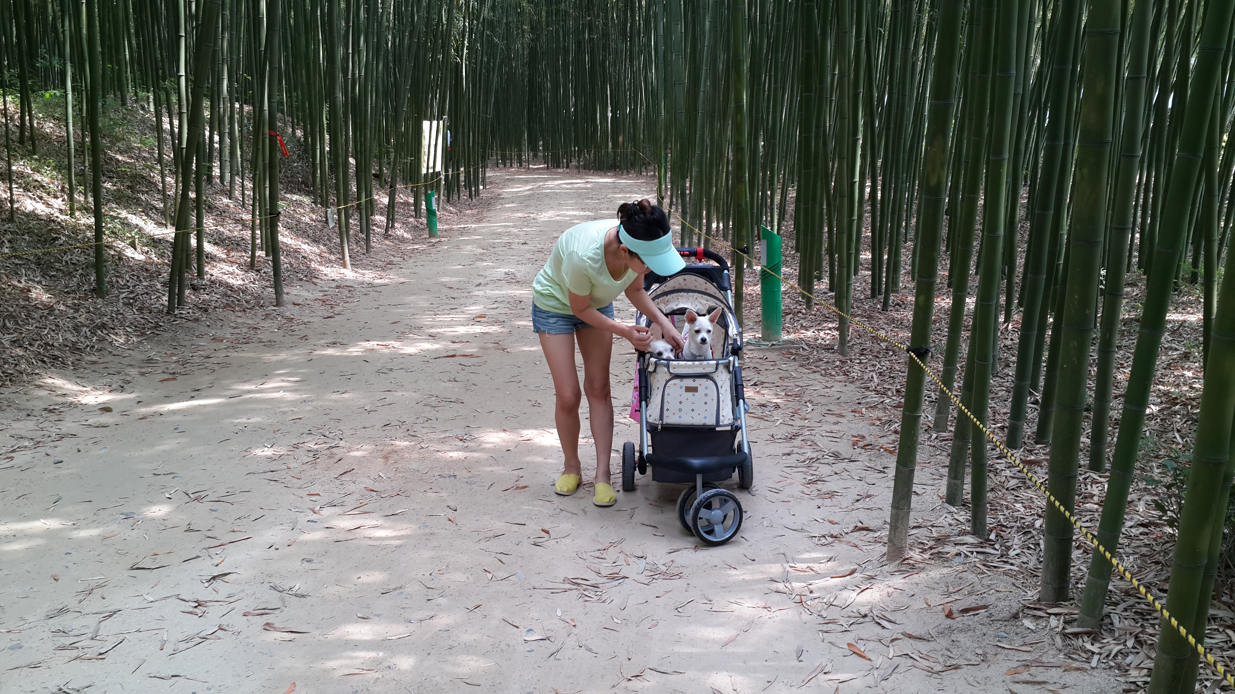 울산 태화강 공원 십리대밭길
