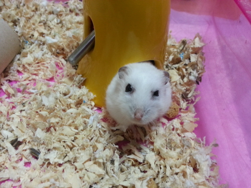 위니와 키니에요~