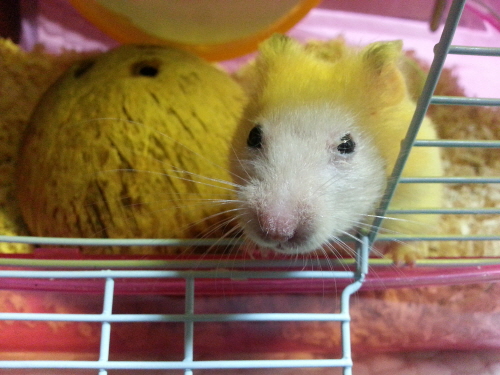 위니와 키니에요~