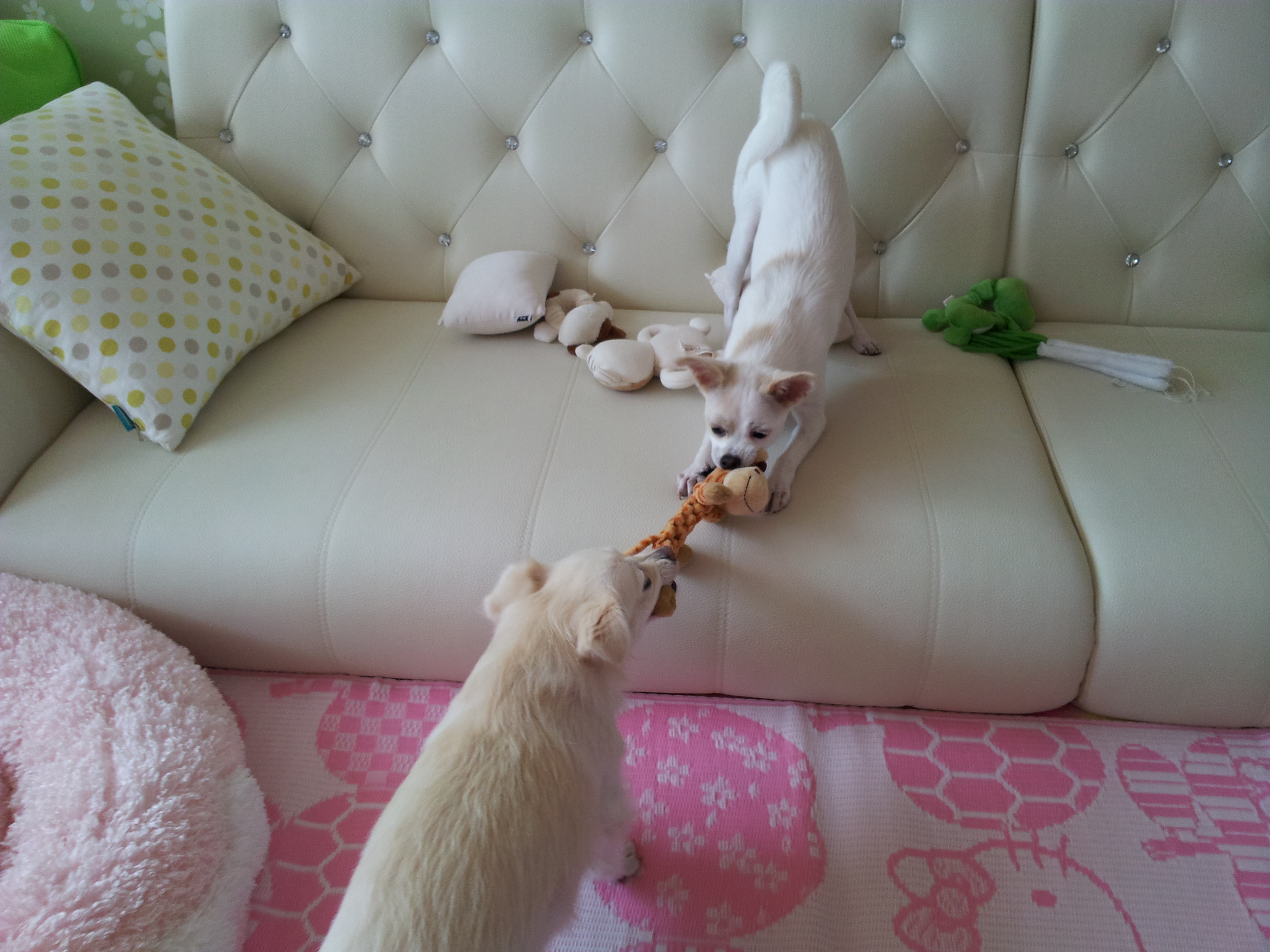 제나의 신기한 일상 모습...