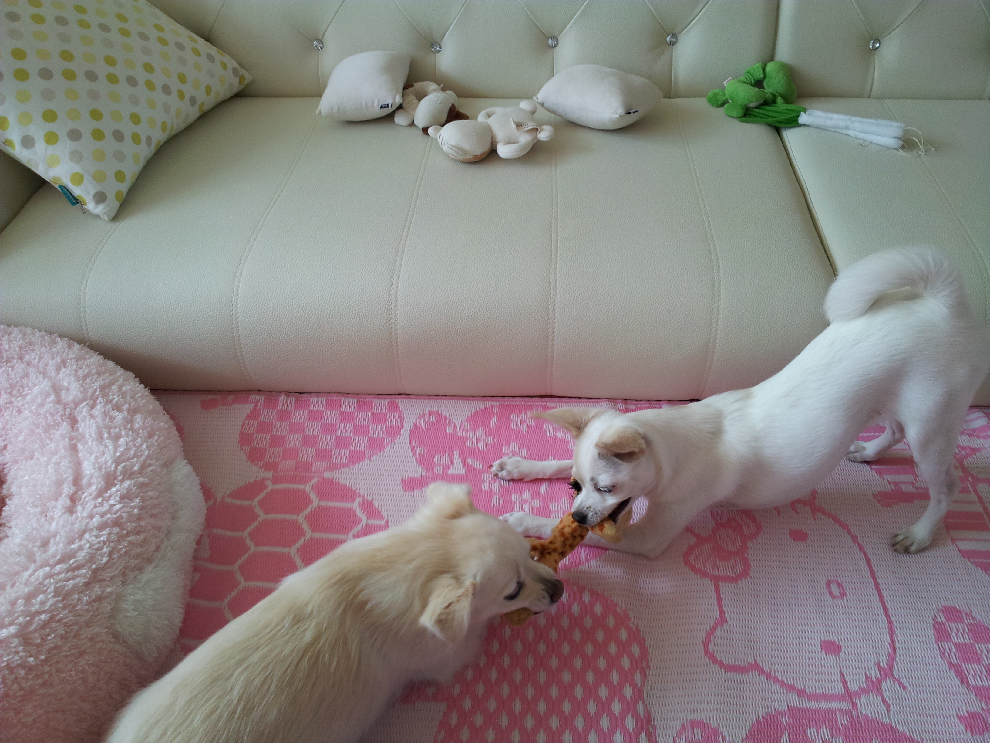 제나의 신기한 일상 모습...