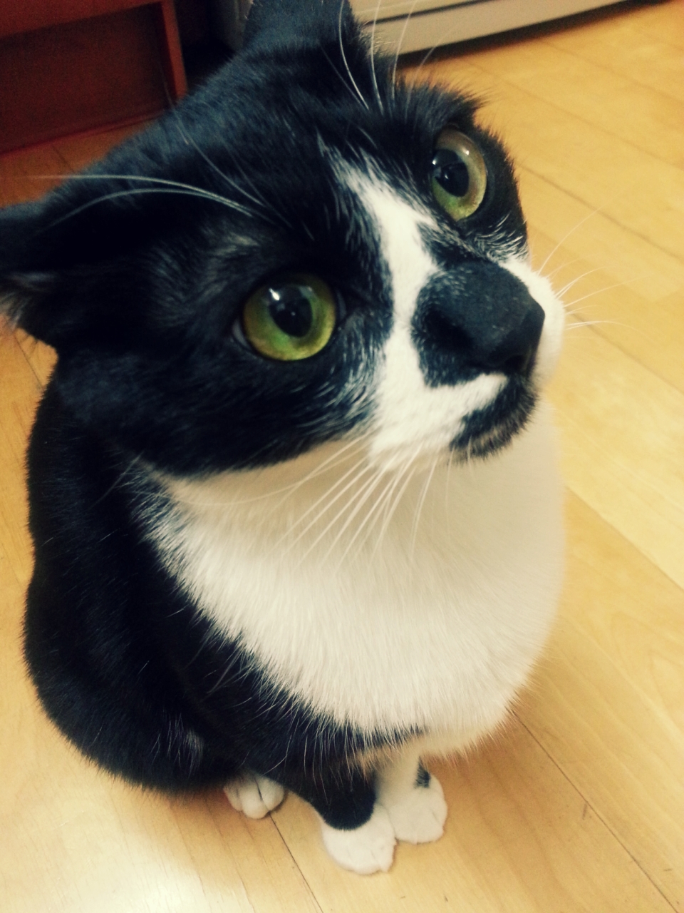 턱시도 사순이 똘이~