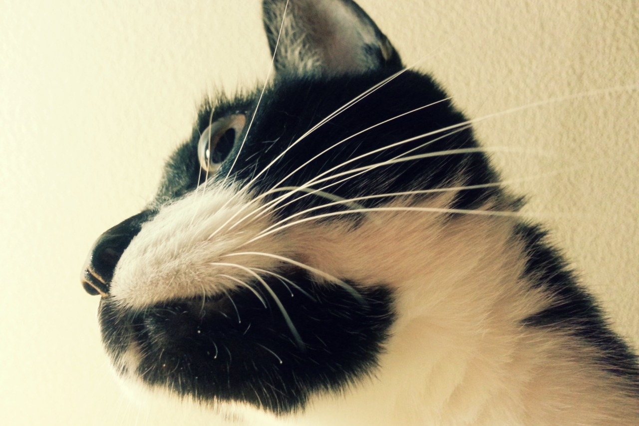 턱시도 사순이 똘이~