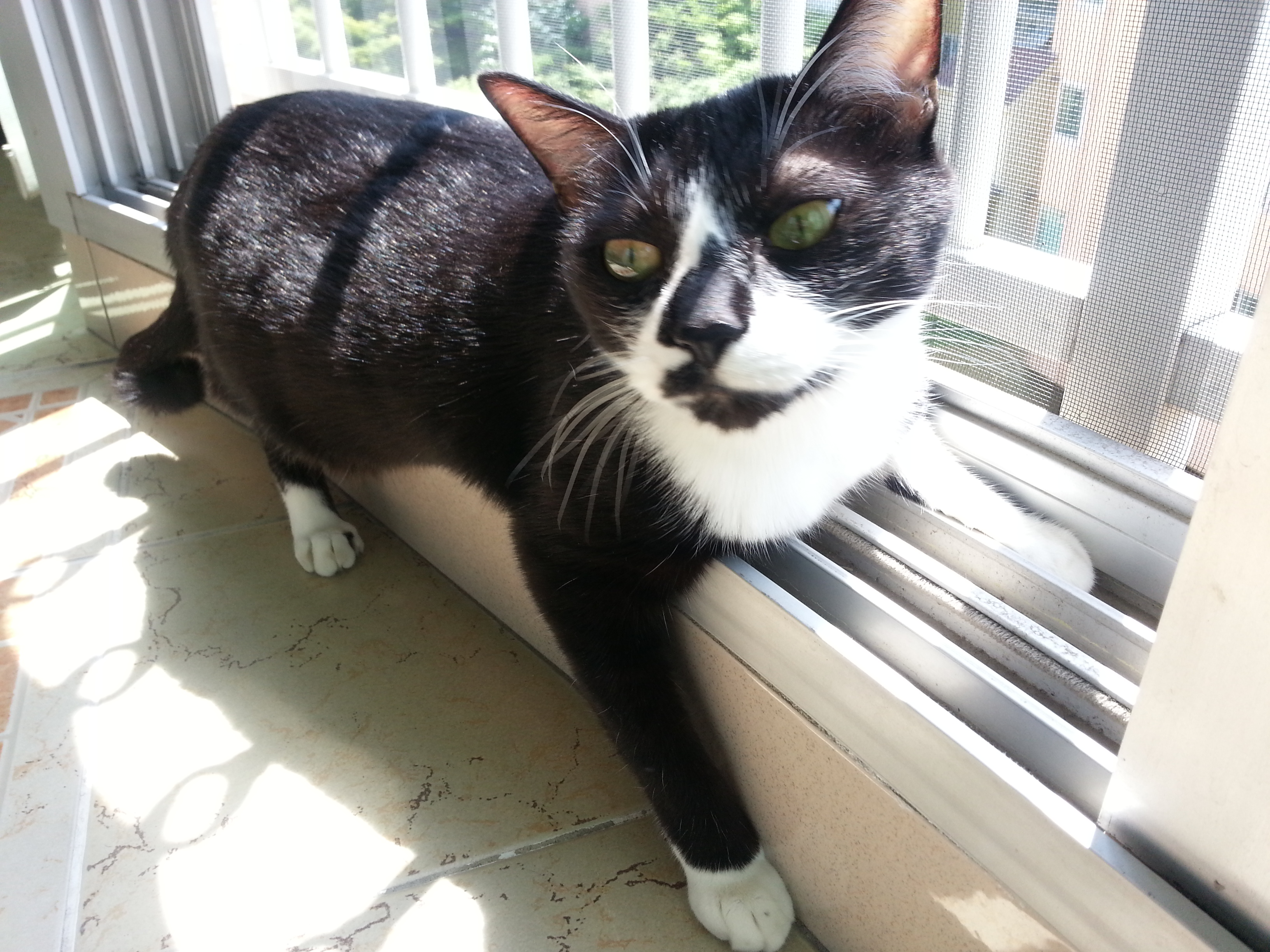 턱시도 사순이 똘이~