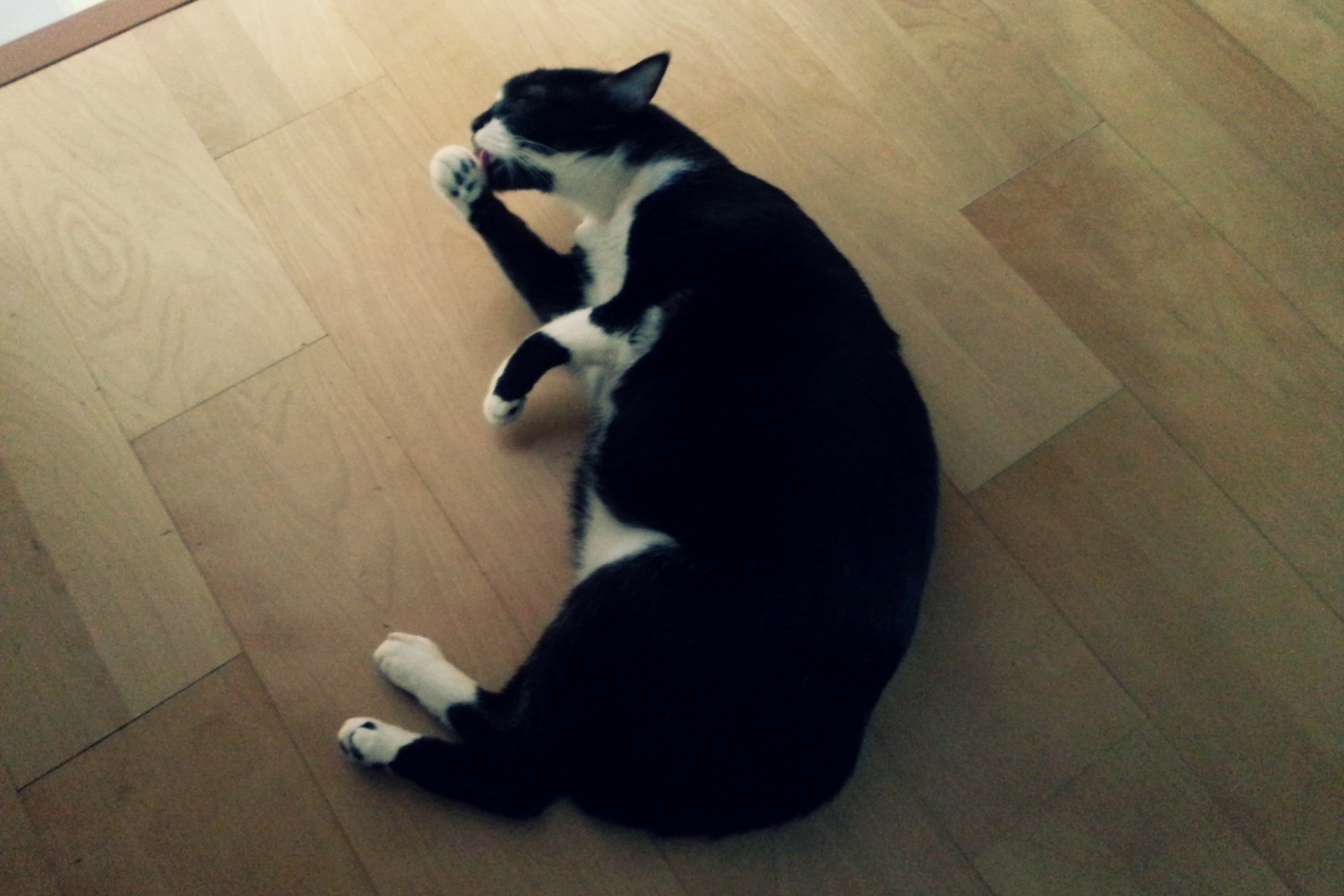 턱시도 사순이 똘이~