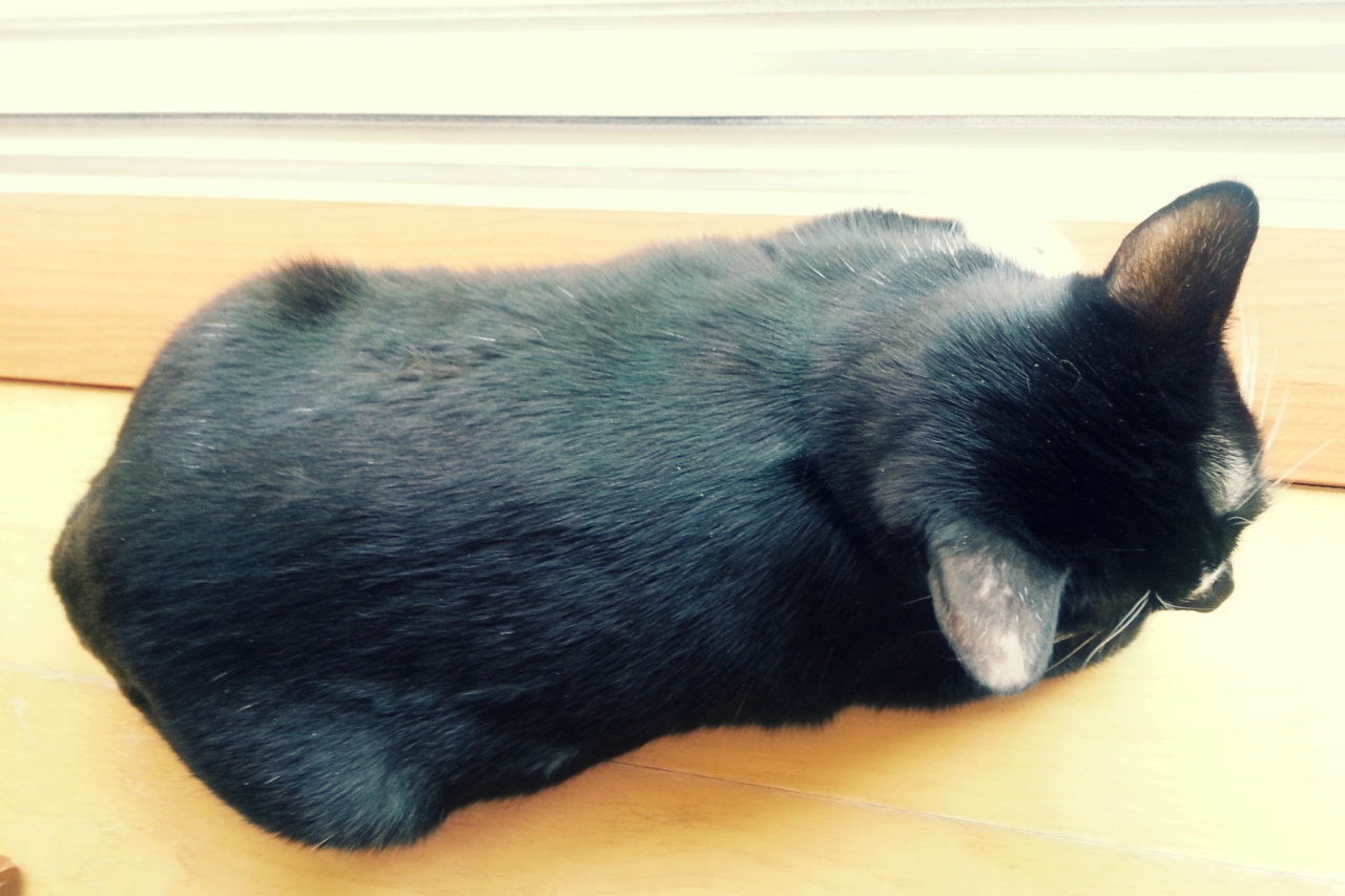 턱시도 사순이 똘이~