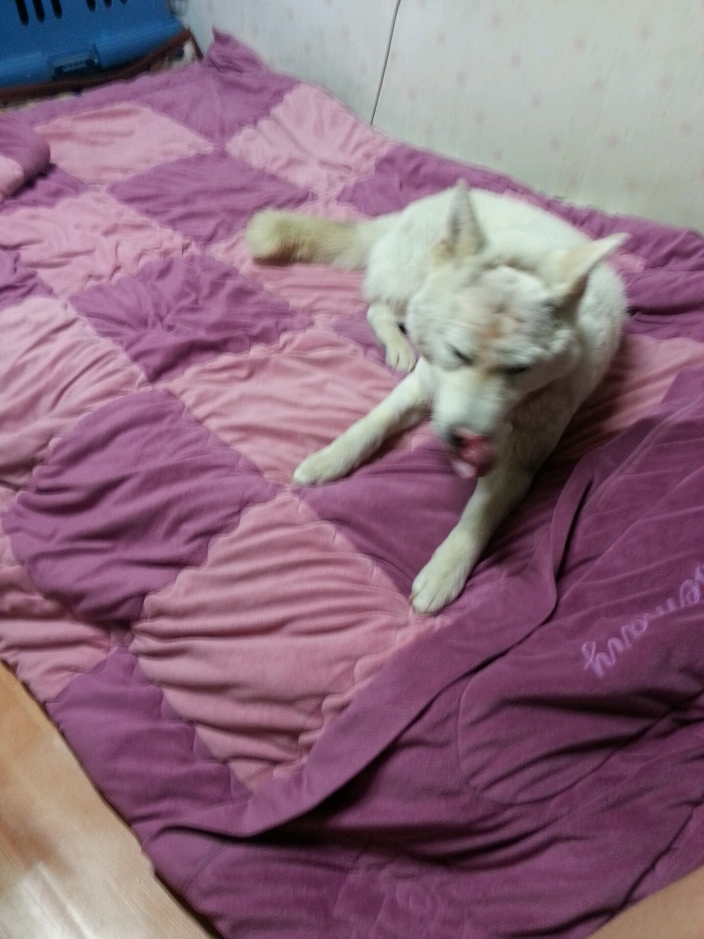 양양..사랑이가 제품에온지 한달째네요~