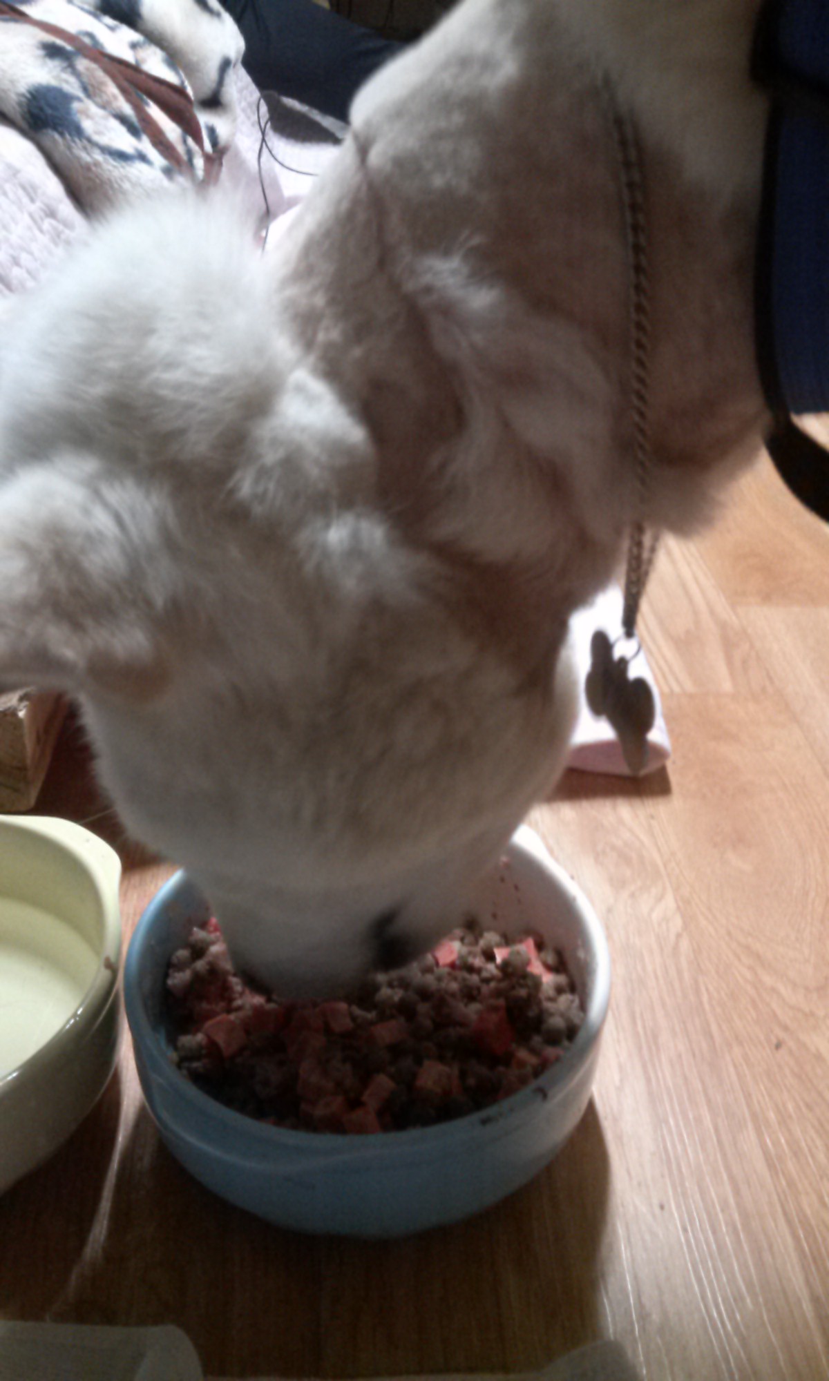 양양..사랑이가 제품에온지 한달째네요~