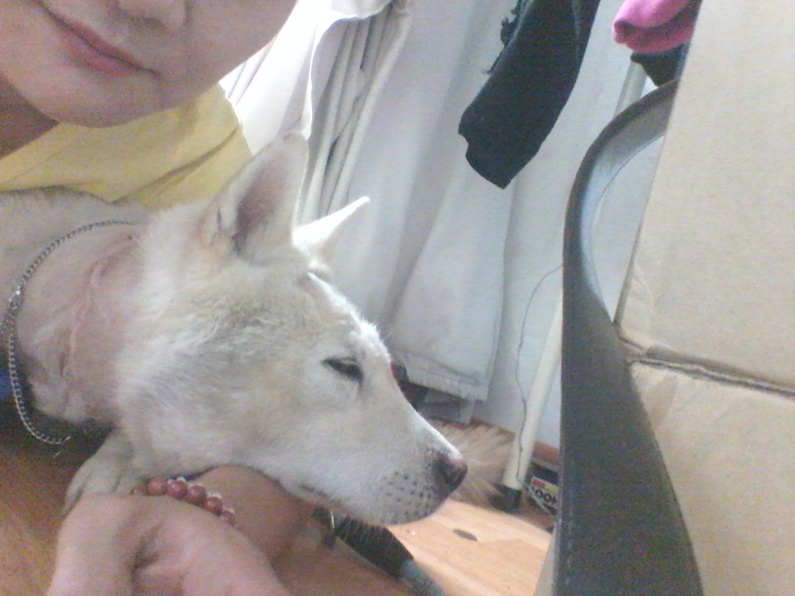 양양..사랑이가 제품에온지 한달째네요~