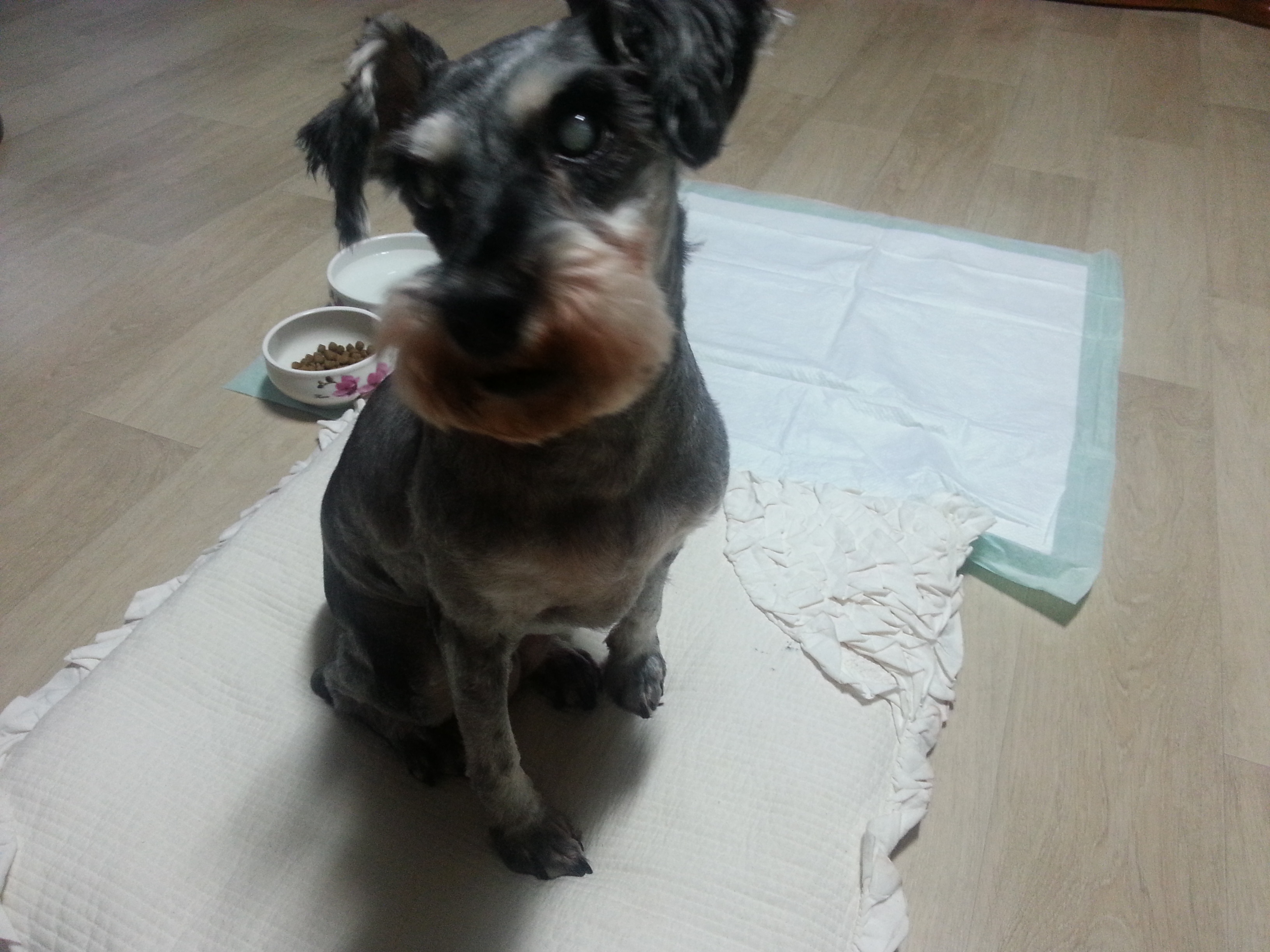 똑똑이 임보 첫날~